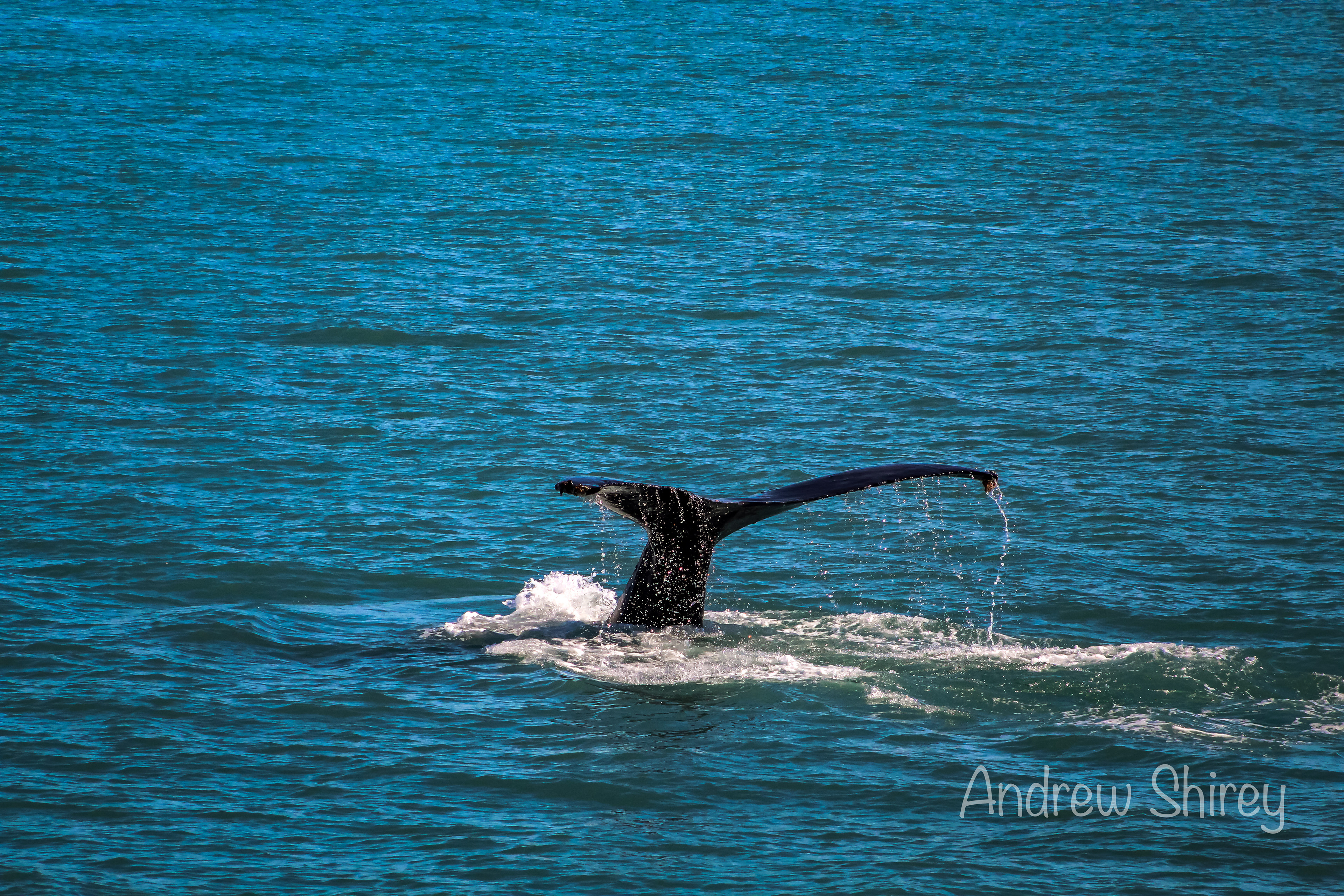 Humpback Whale