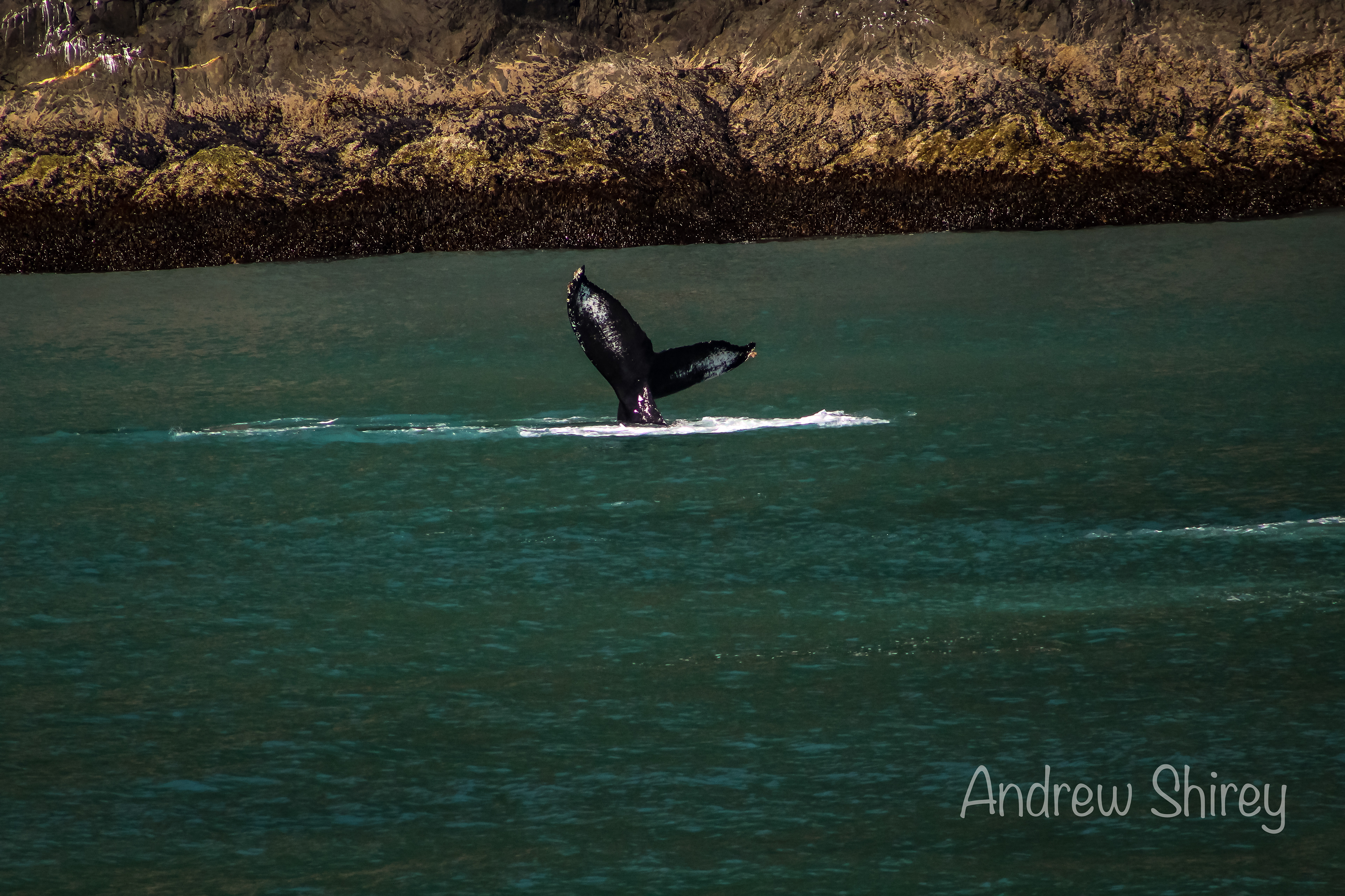 Humpback Whale