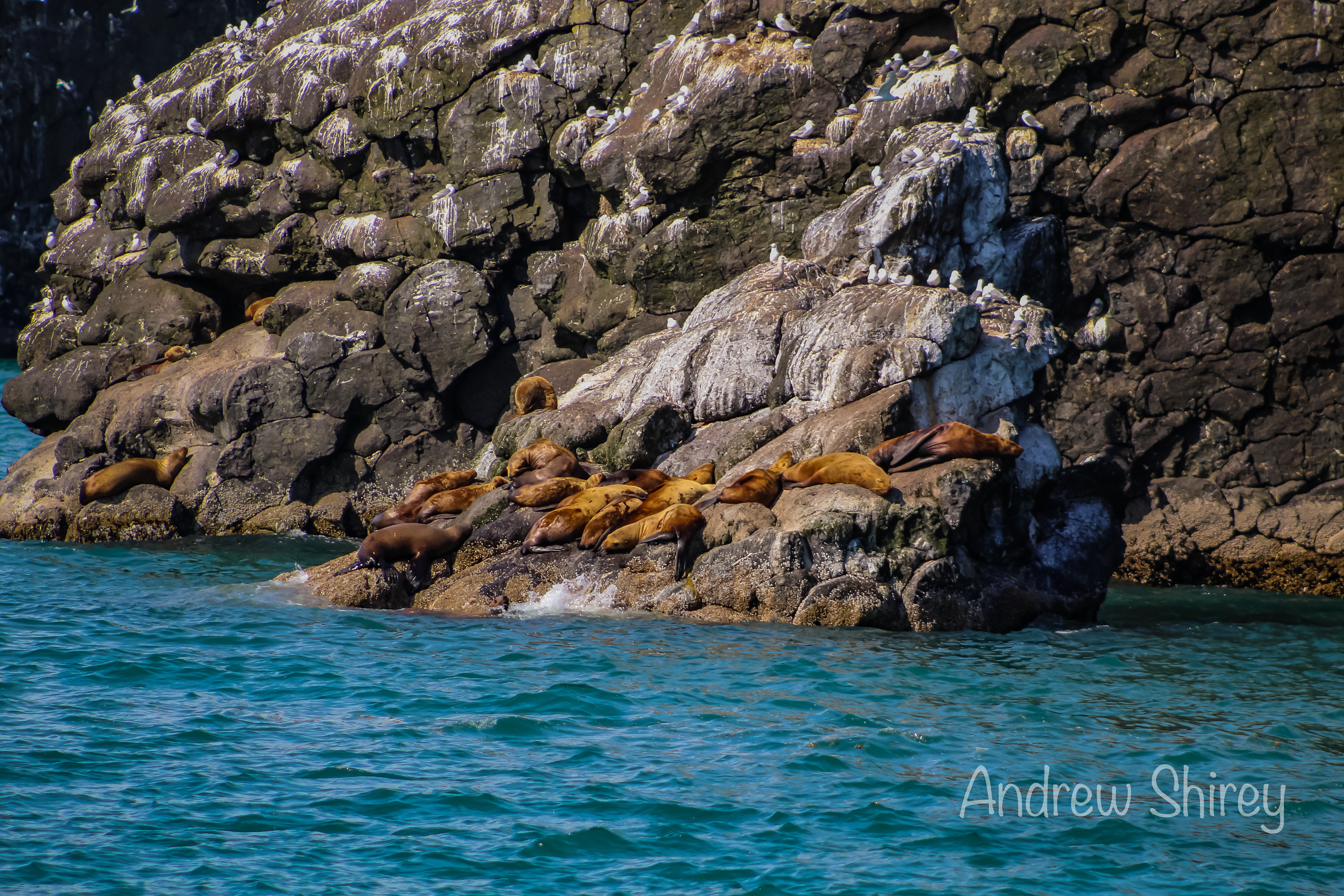 sea lions