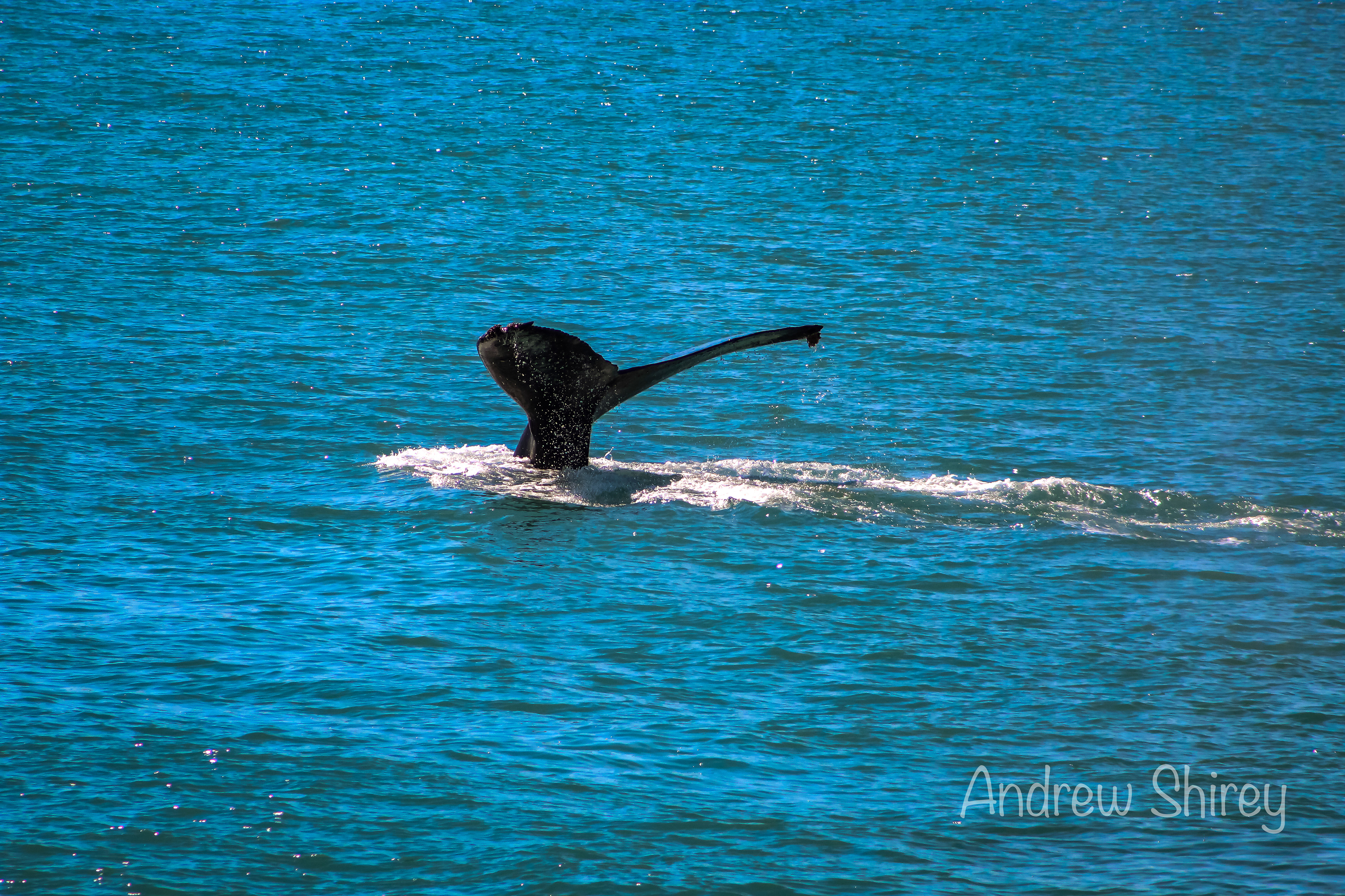 Humpback Whale