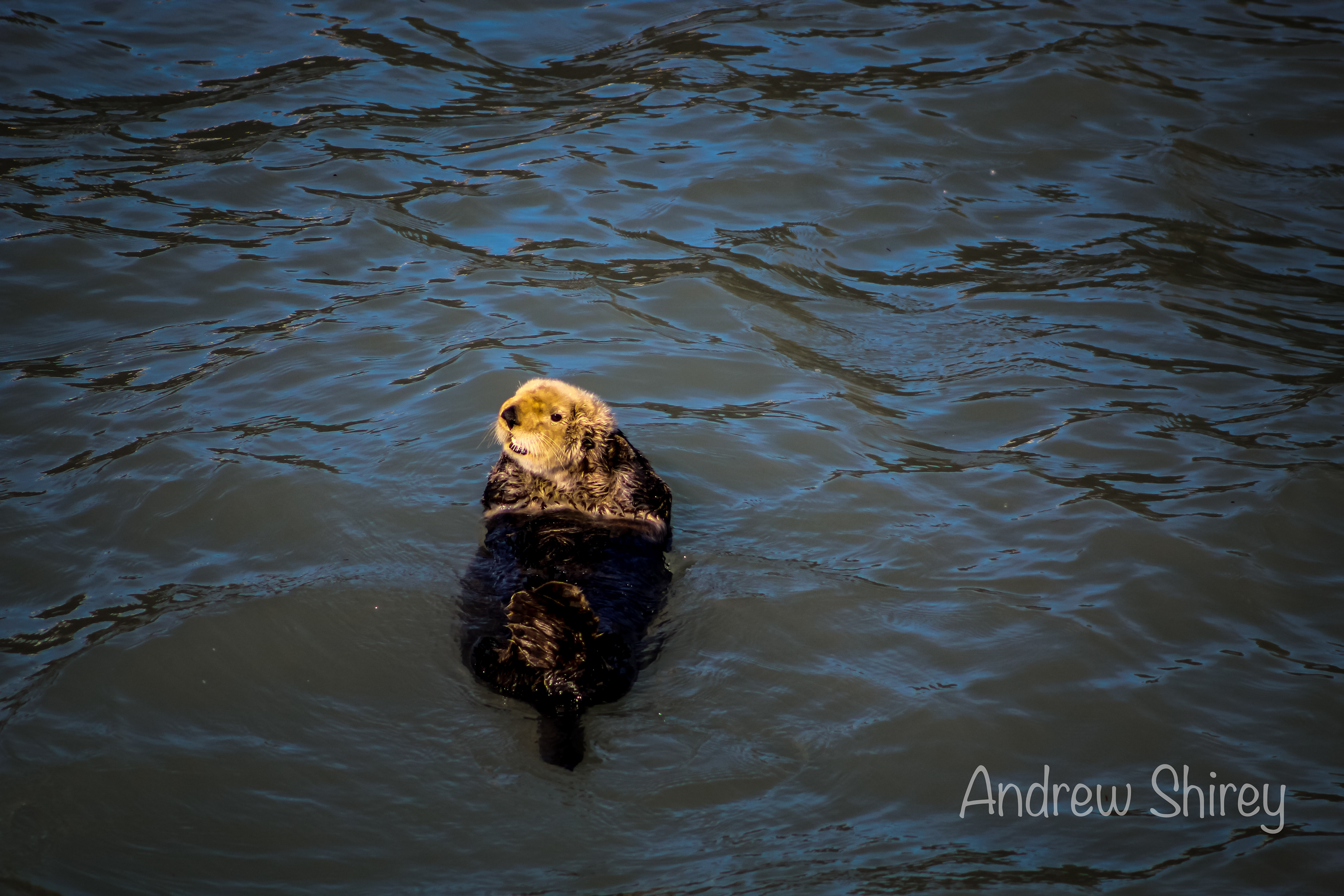 Sea Otter