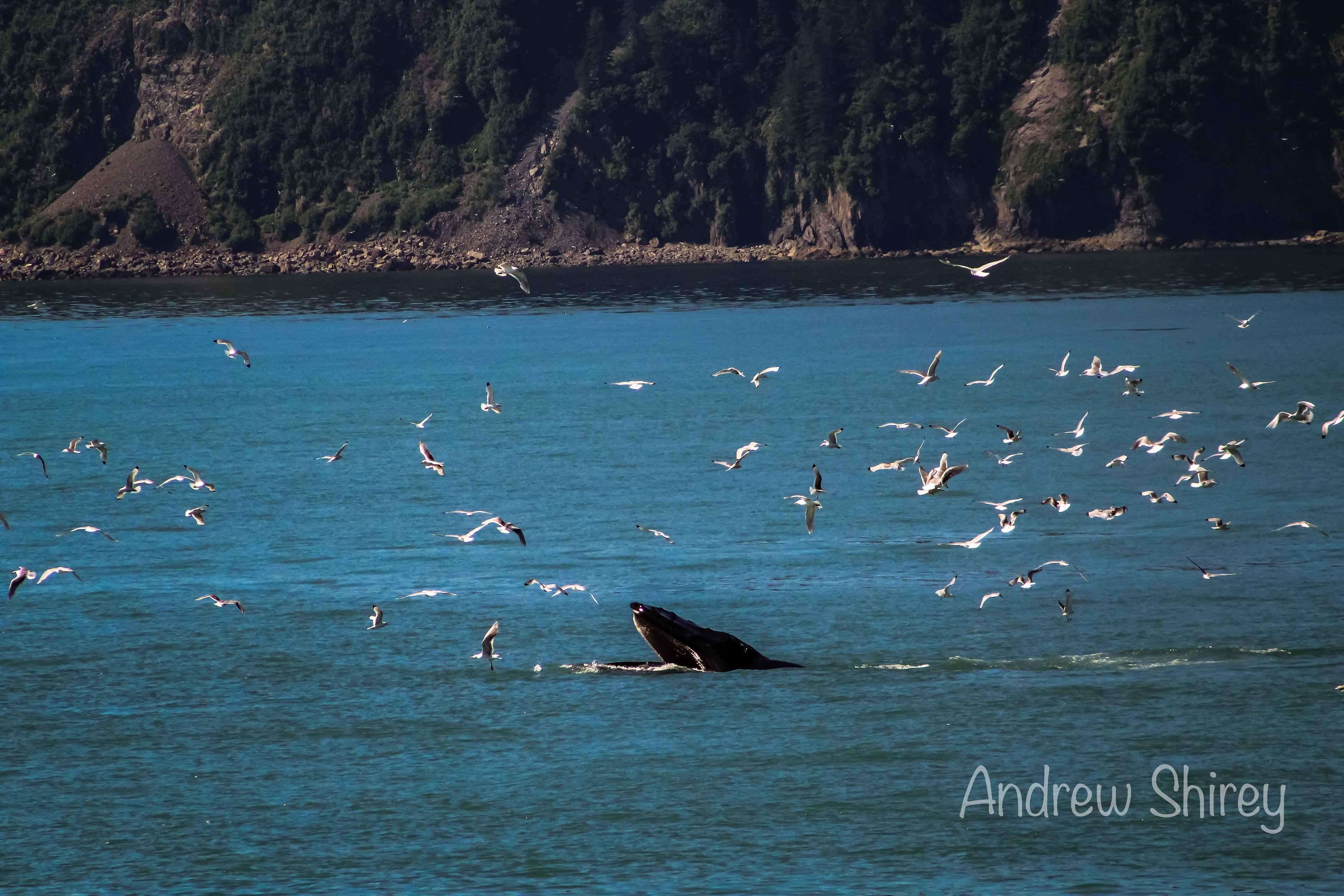 Humpback Whale
