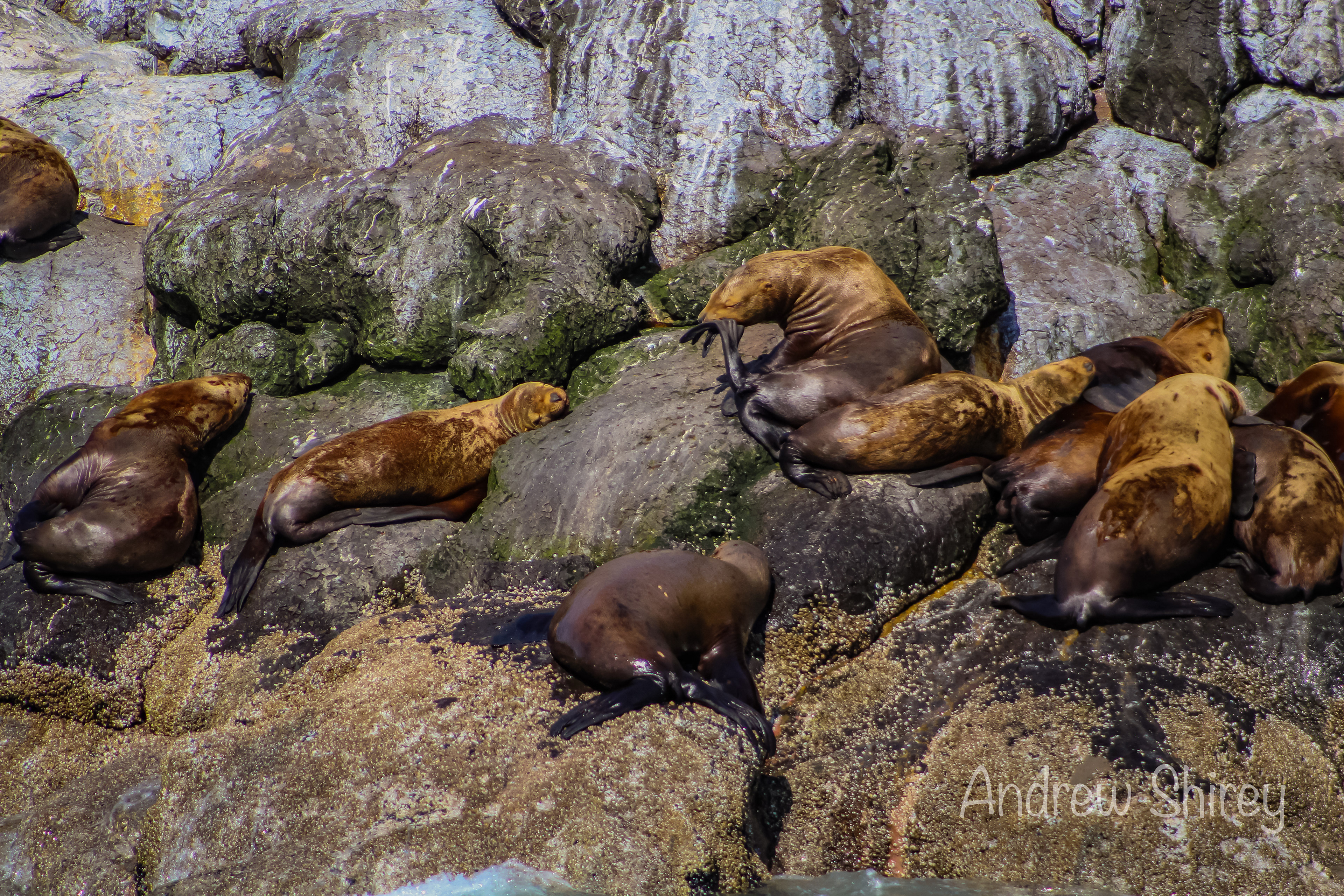sea lions