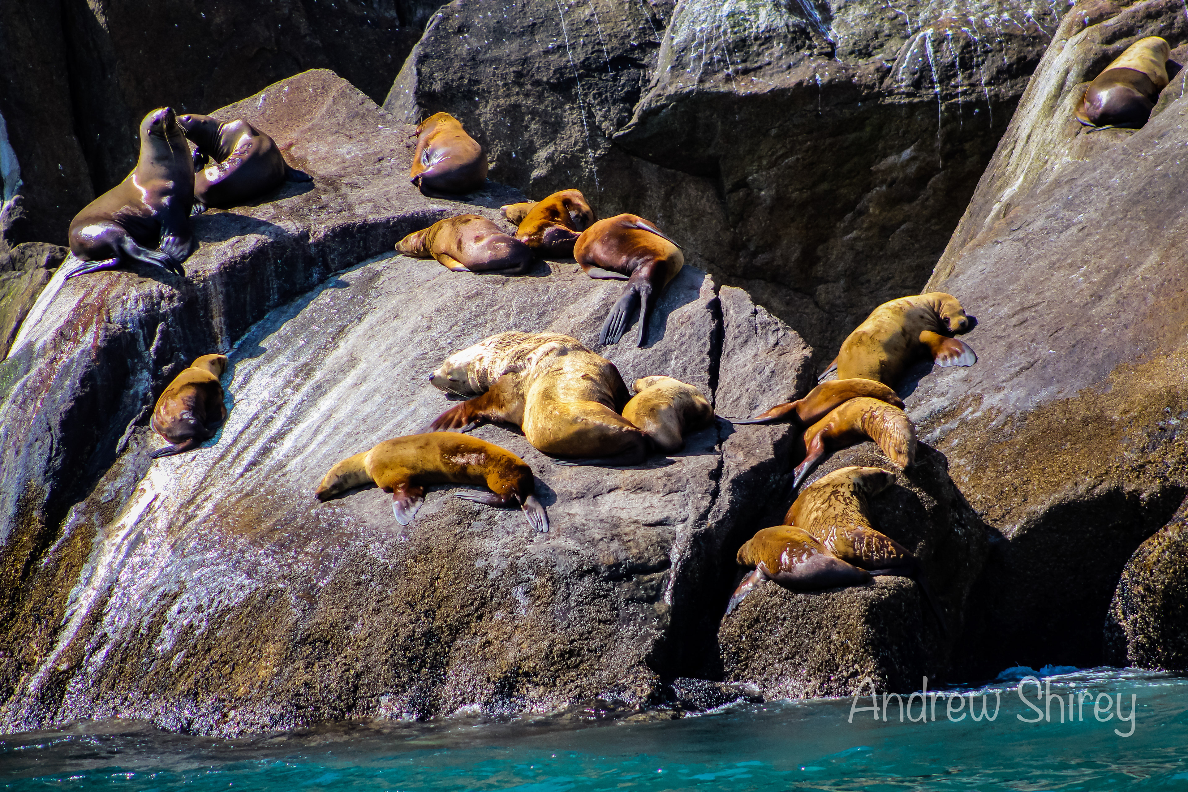 sea lions