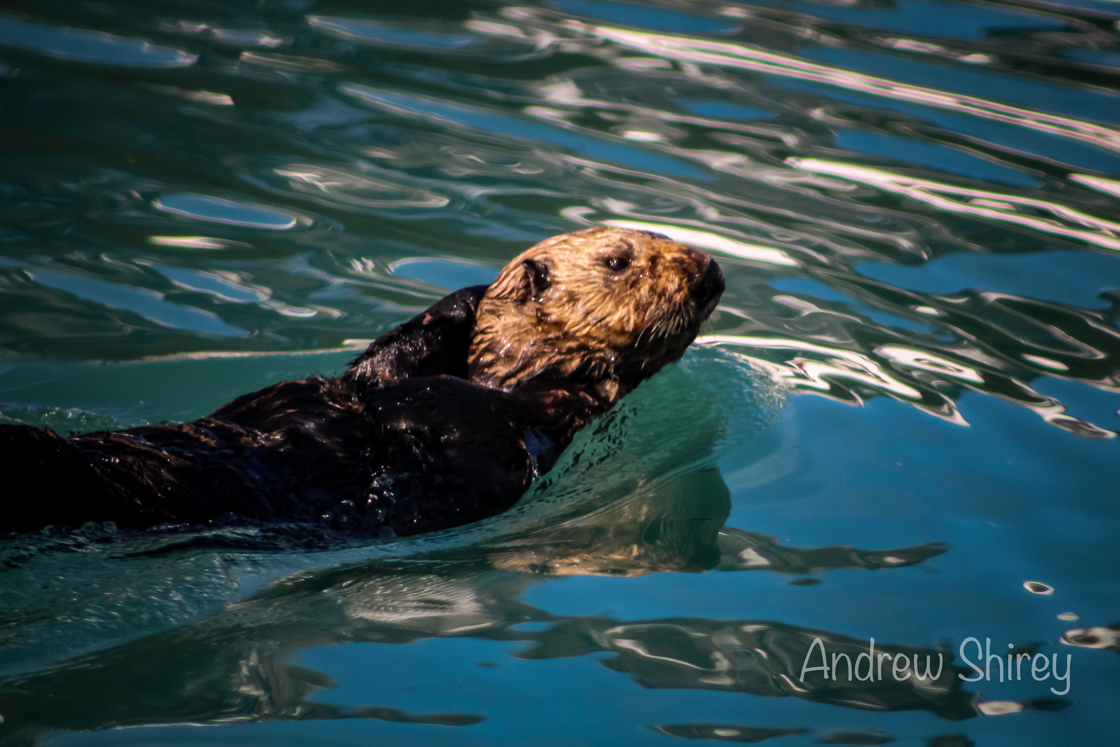 Sea Otter