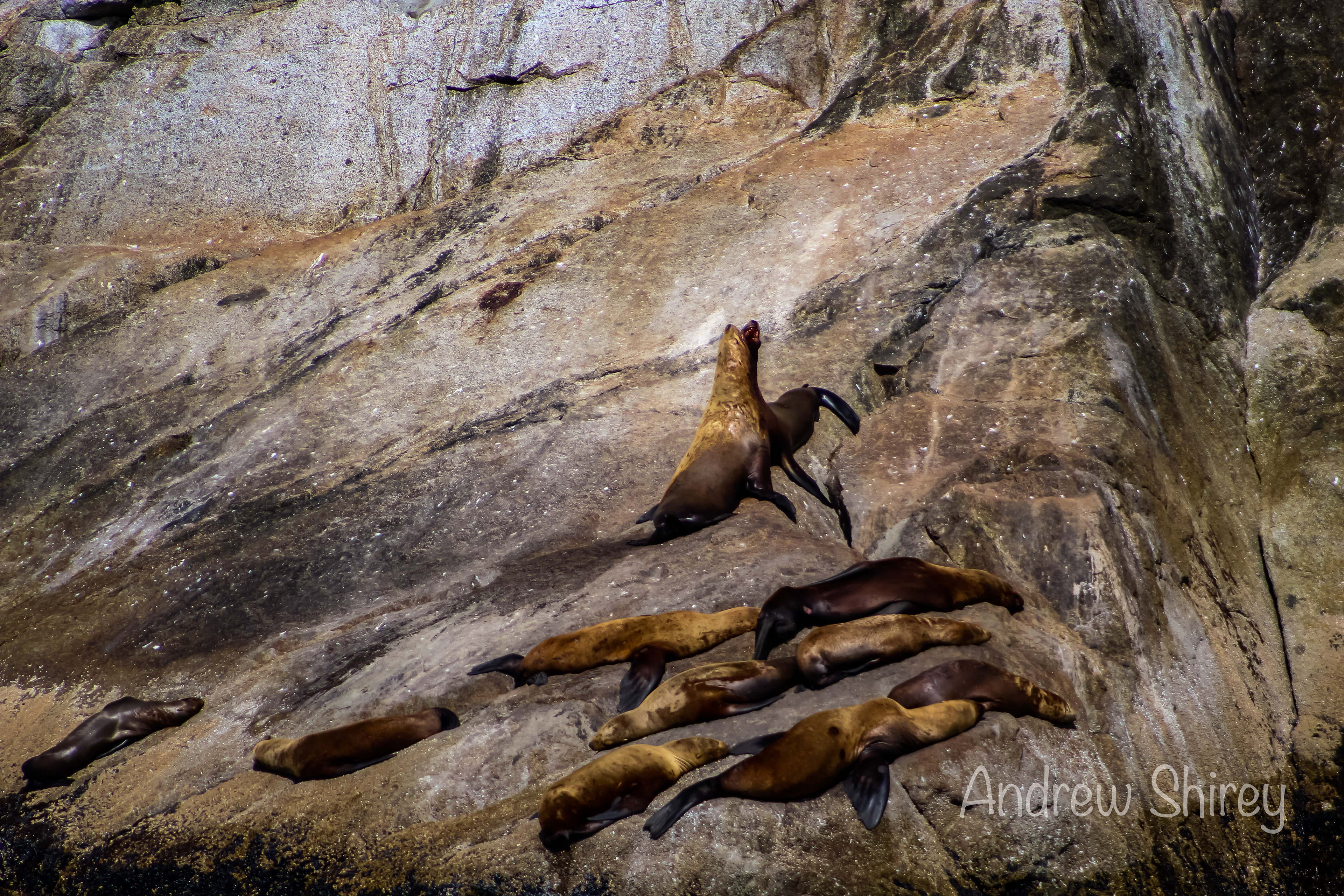 sea lions
