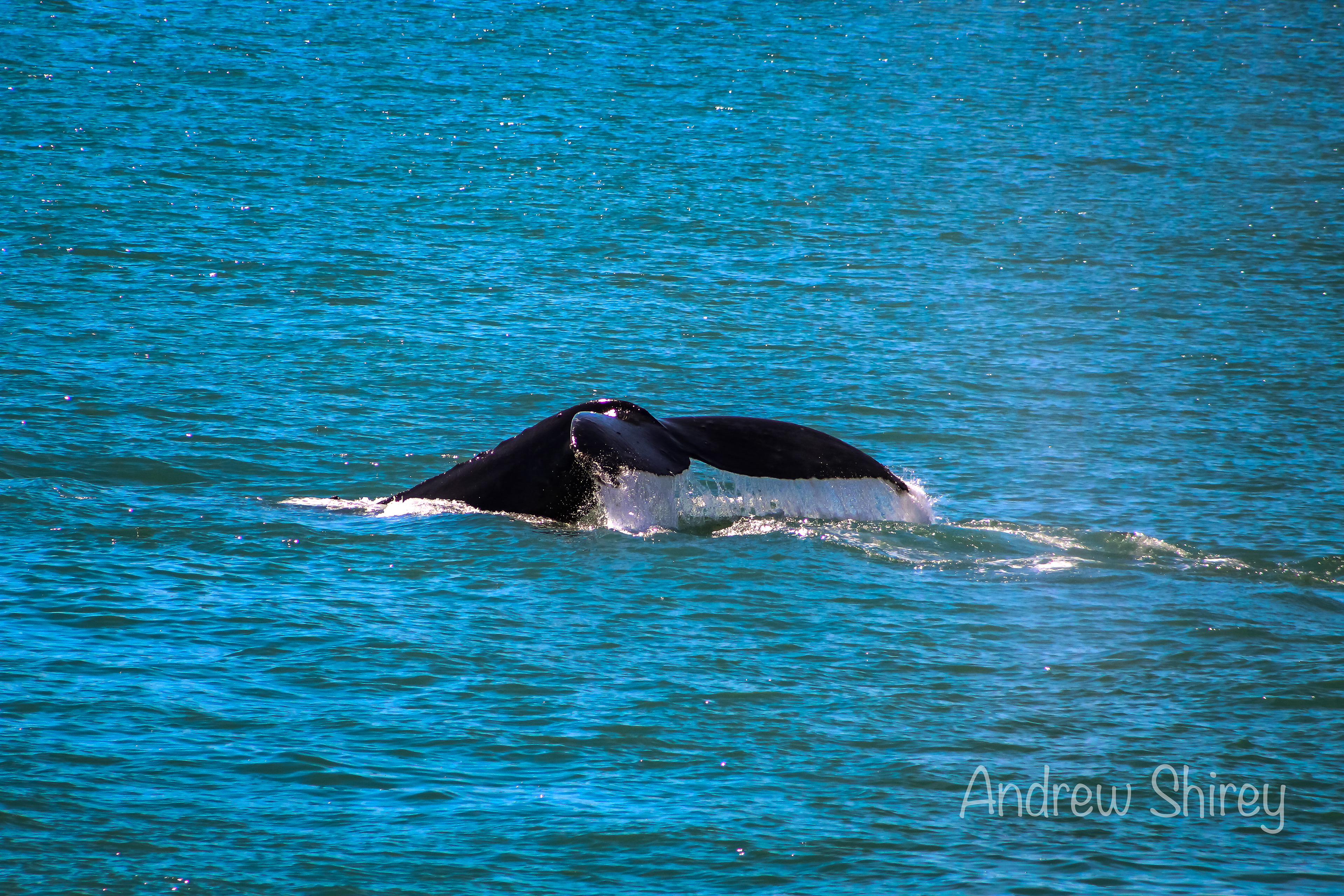 Humpback Whale
