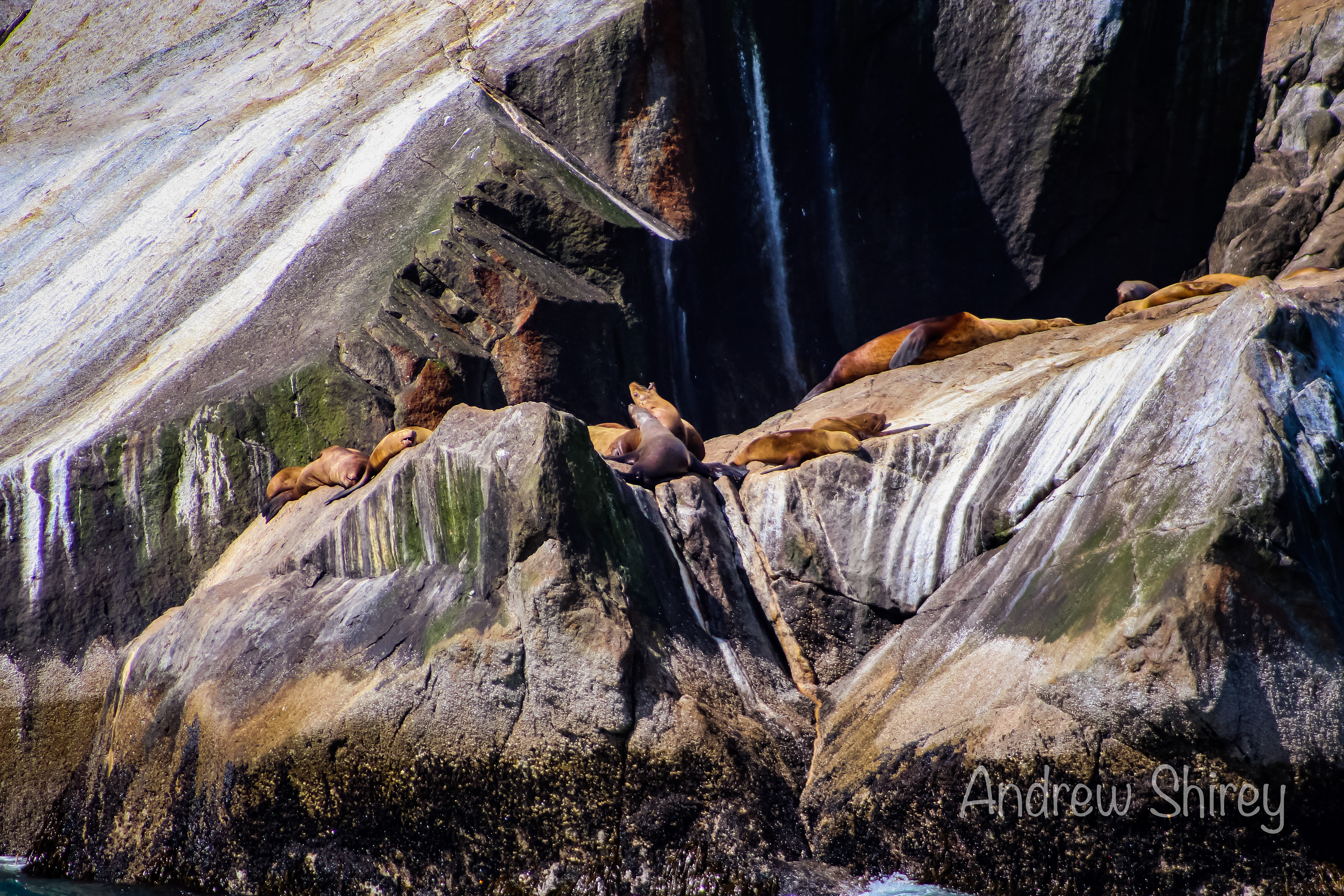 sea lions