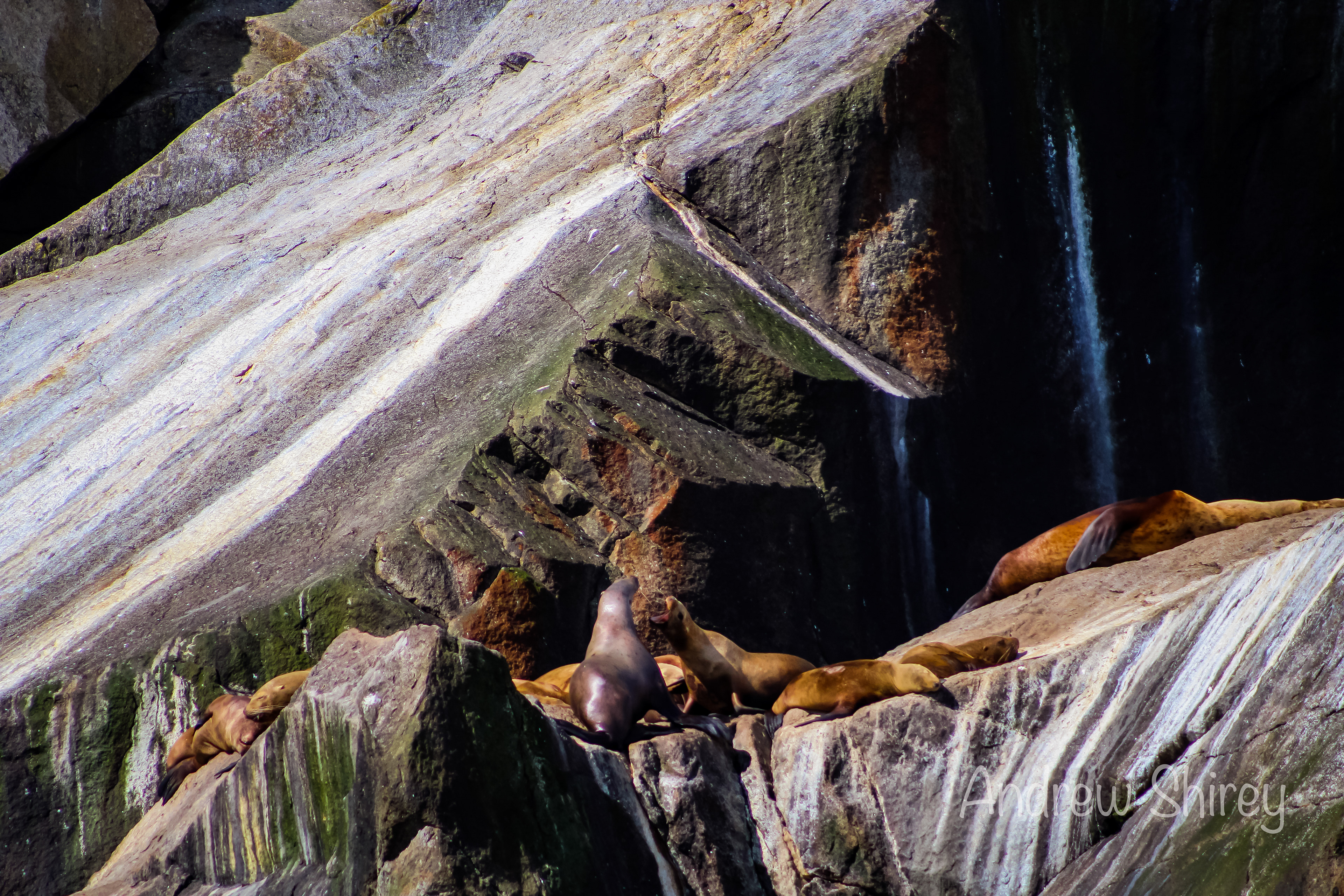 sea lions