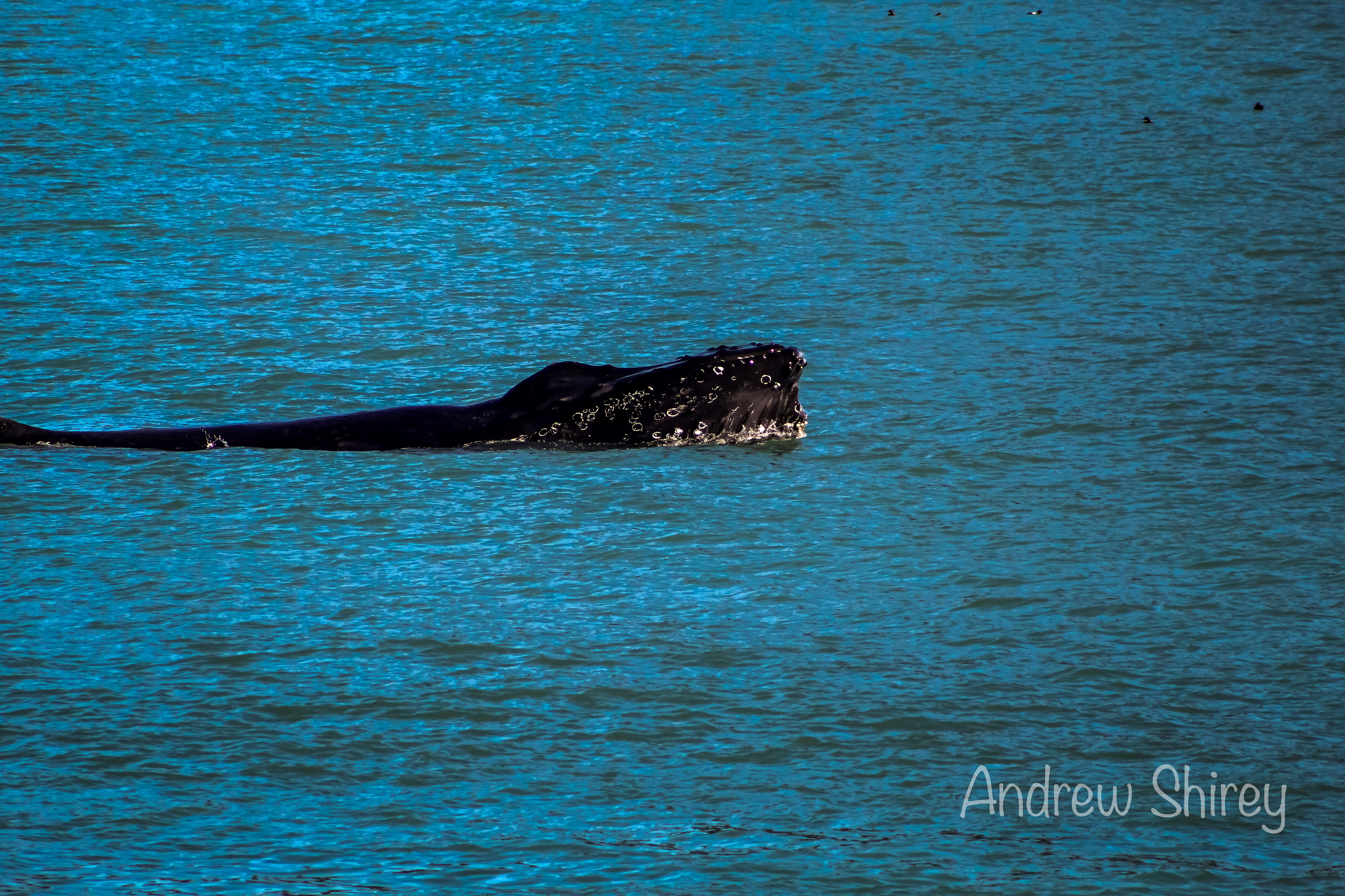 Humpback Whale