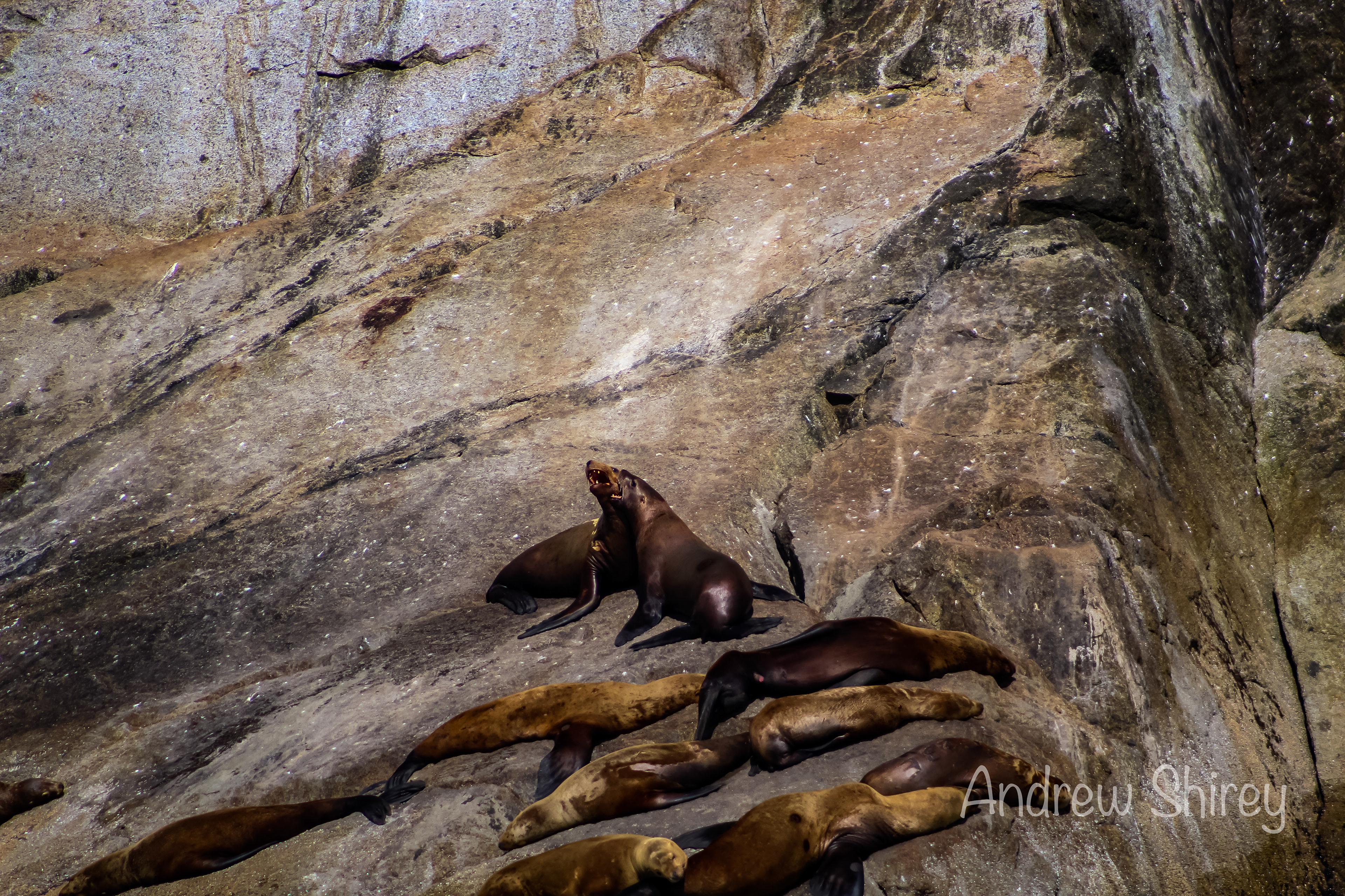 sea lions