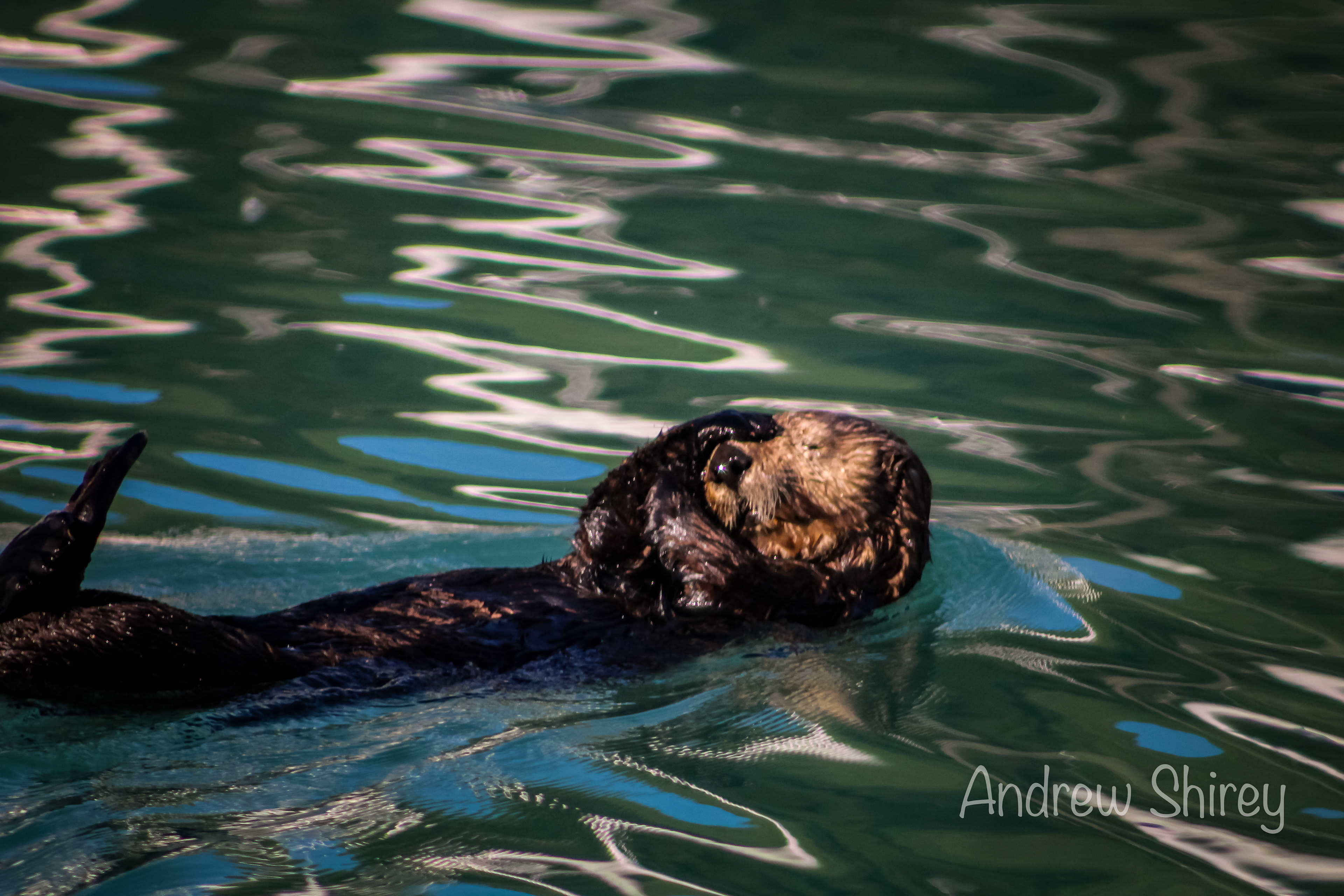 Sea Otter
