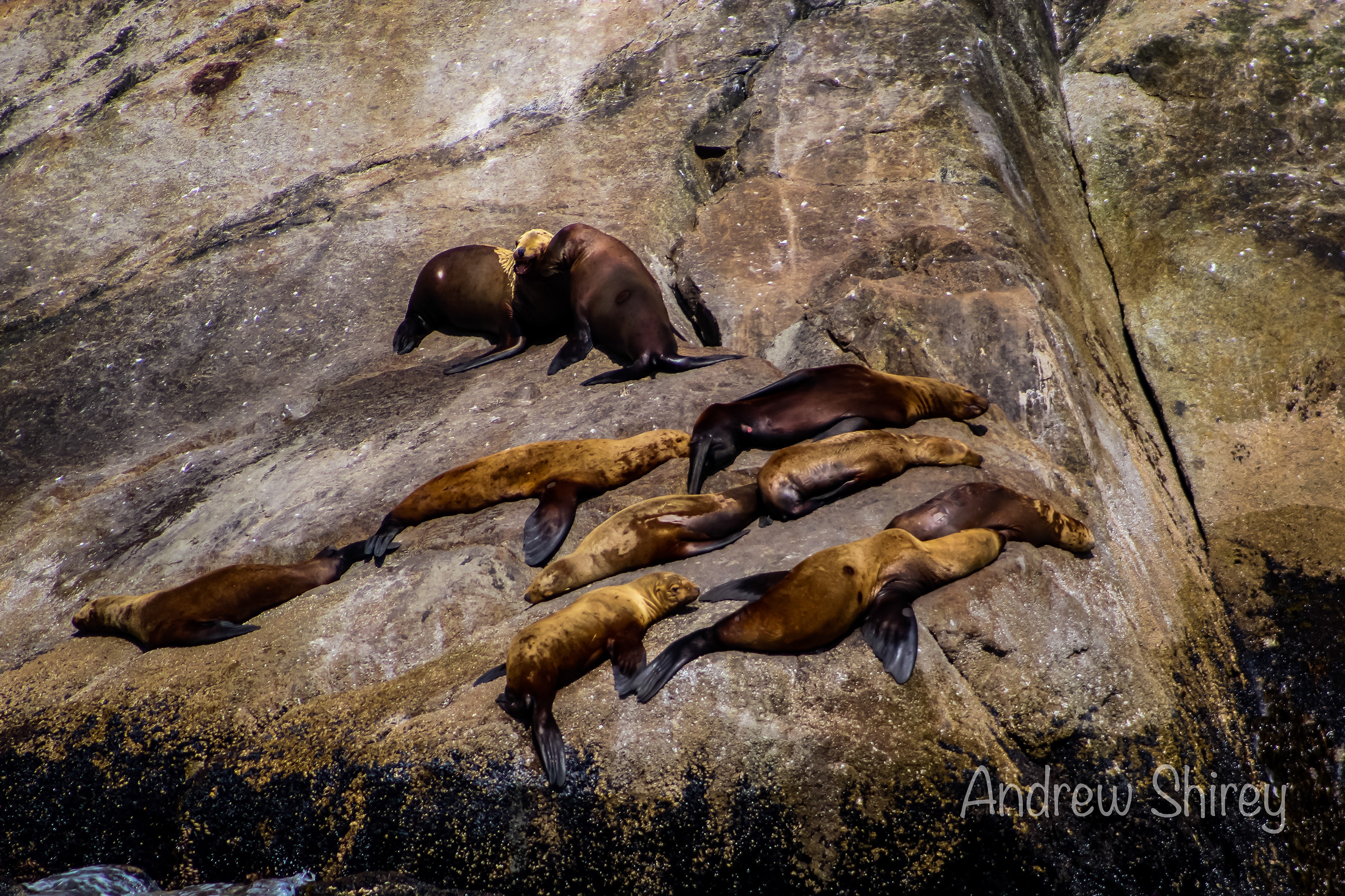 sea lions