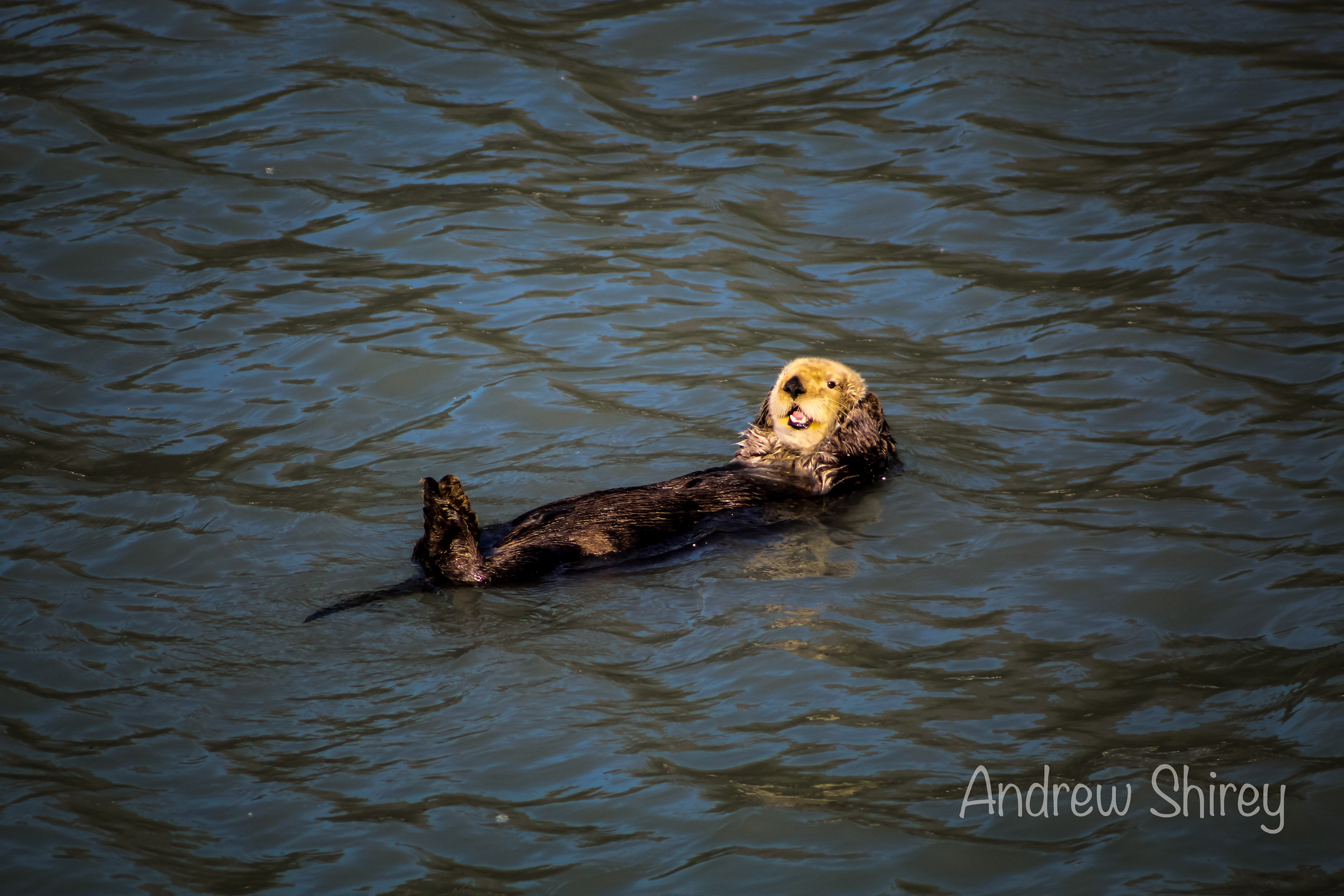 Sea Otter