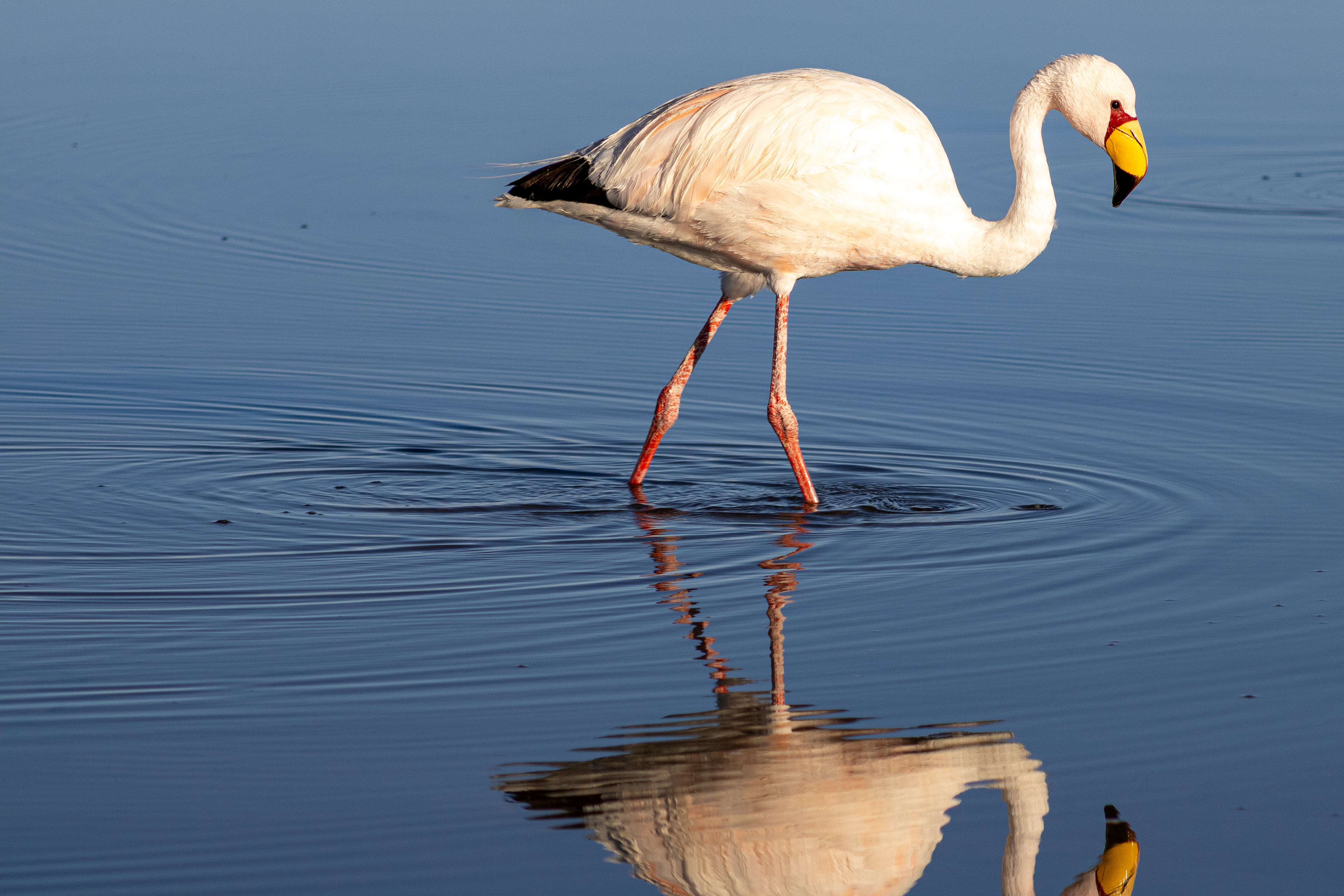 Reserva Nacional dos Flamingos, Atacama, Chile