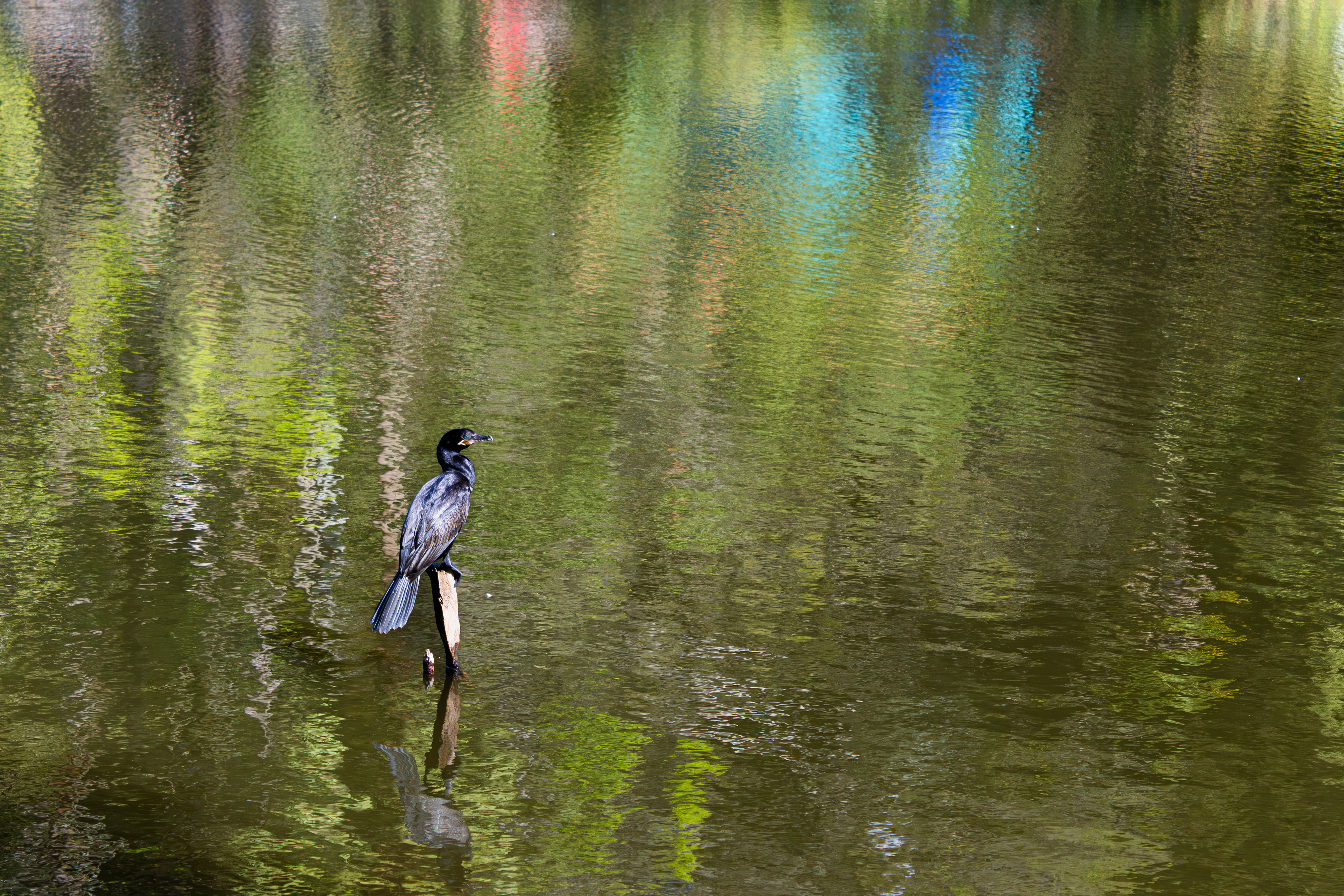 Horto Florestal, São Paulo