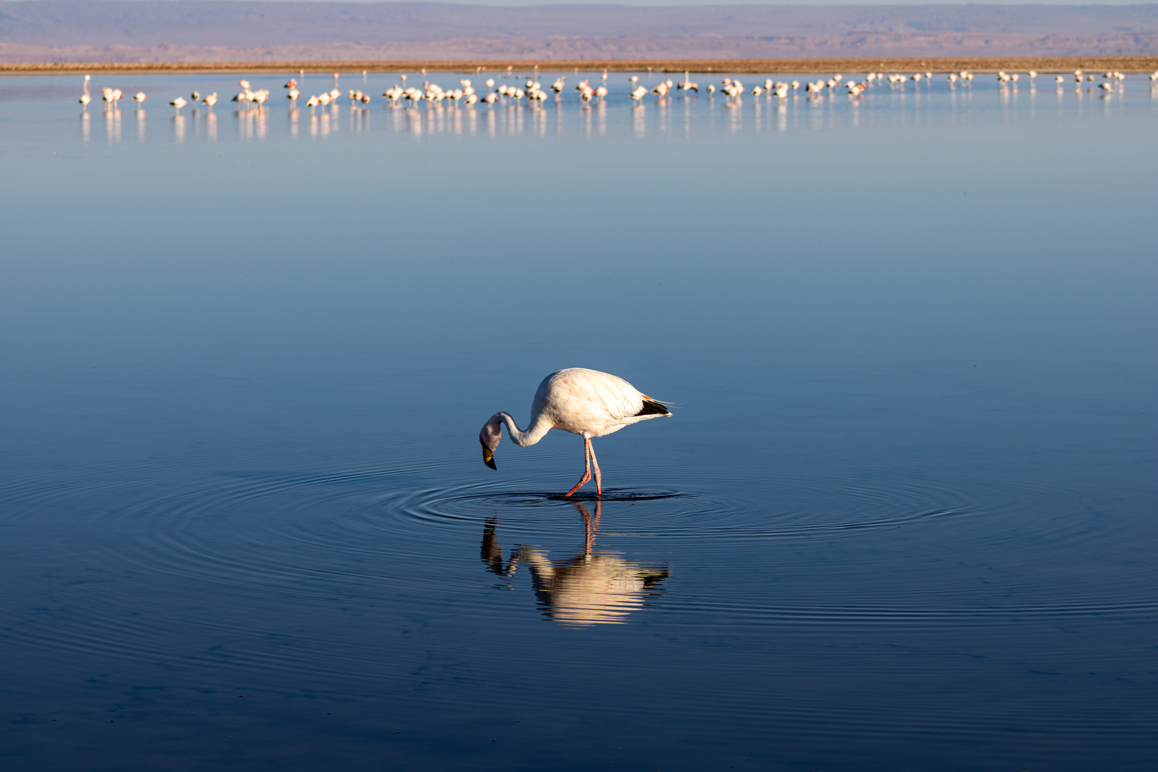 Reserva Nacional dos Flamingos, Atacama, Chile
