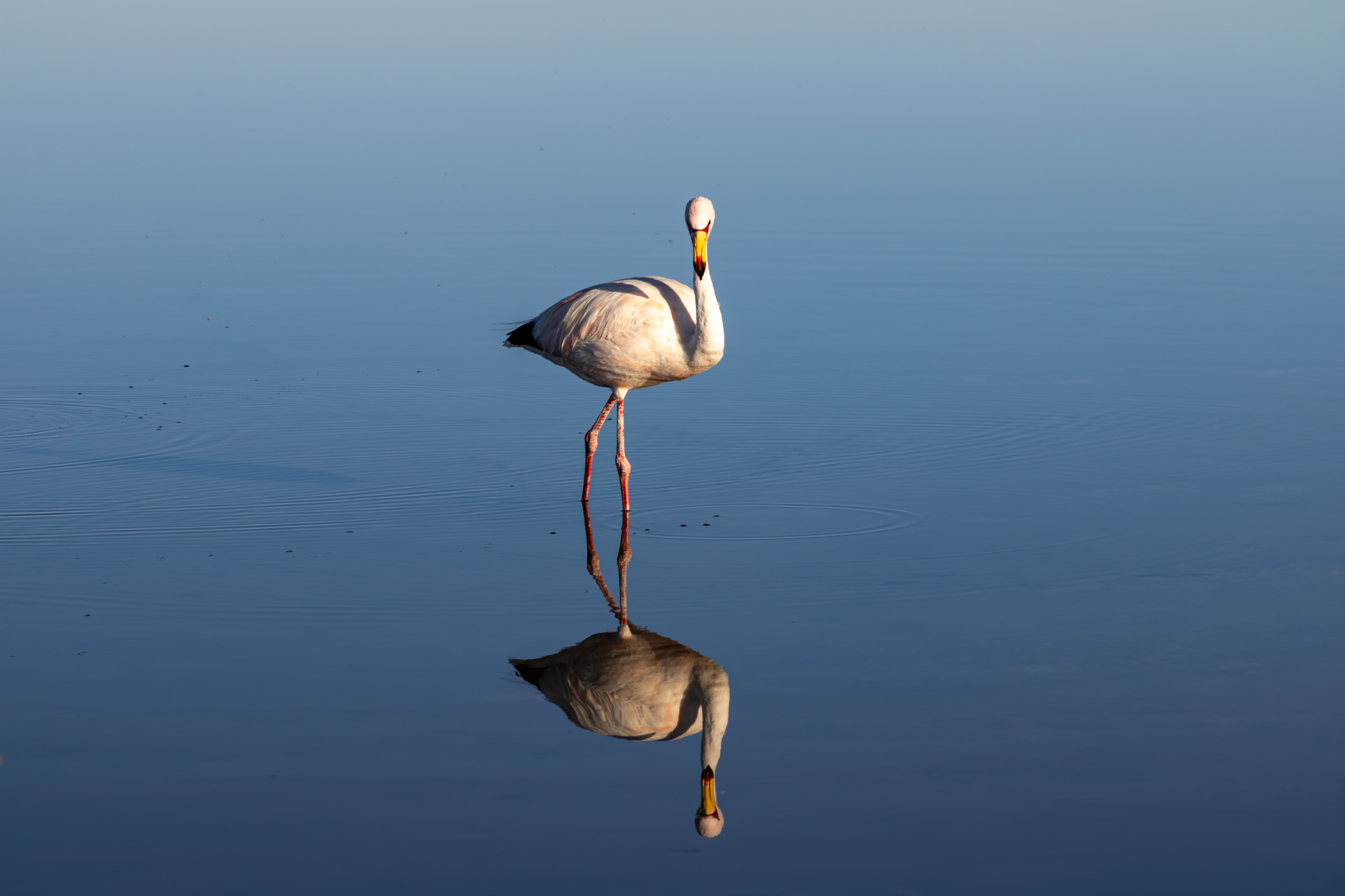 Reserva Nacional dos Flamingos, Atacama, Chile