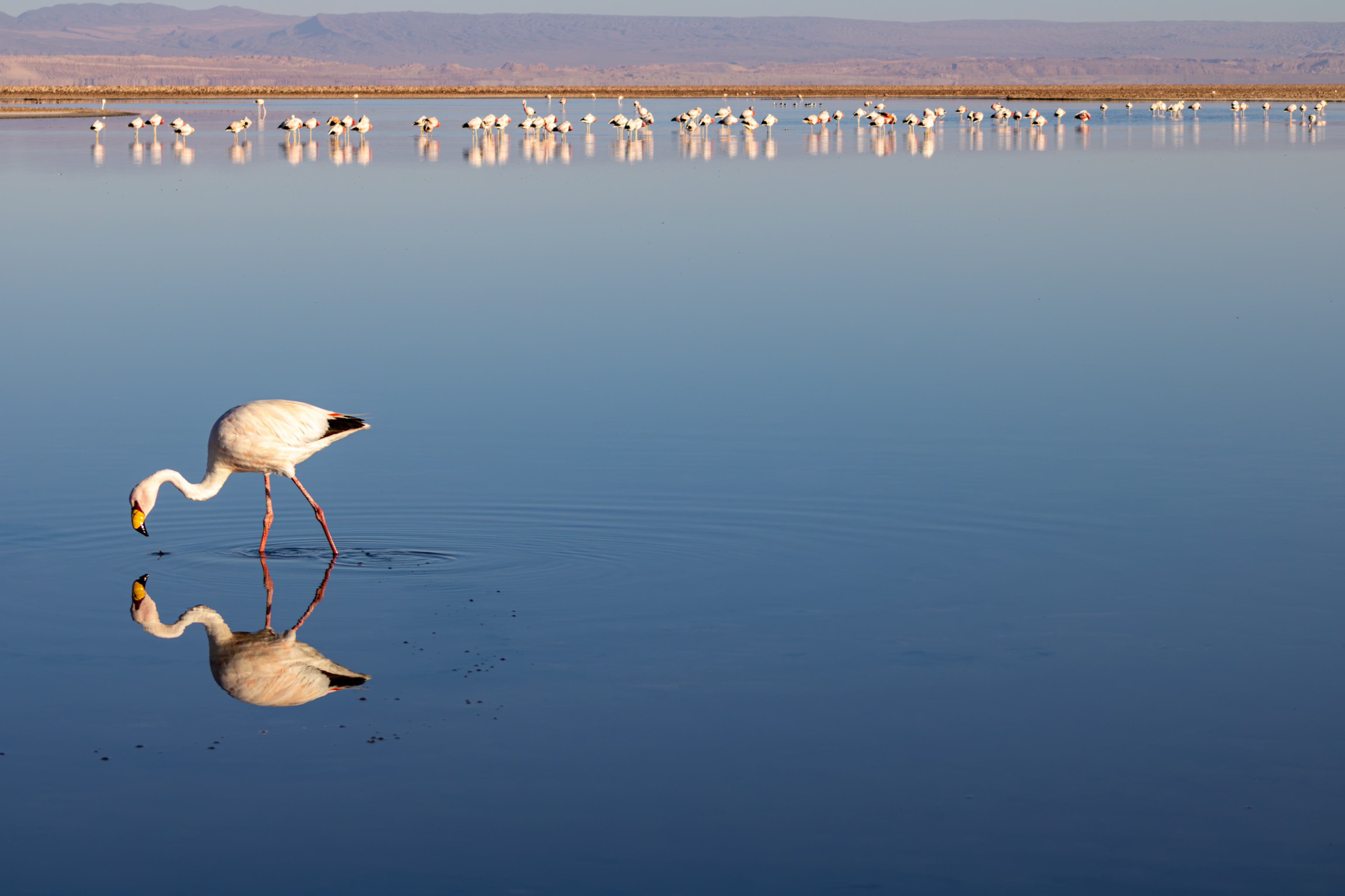 Reserva Nacional dos Flamingos, Atacama, Chile