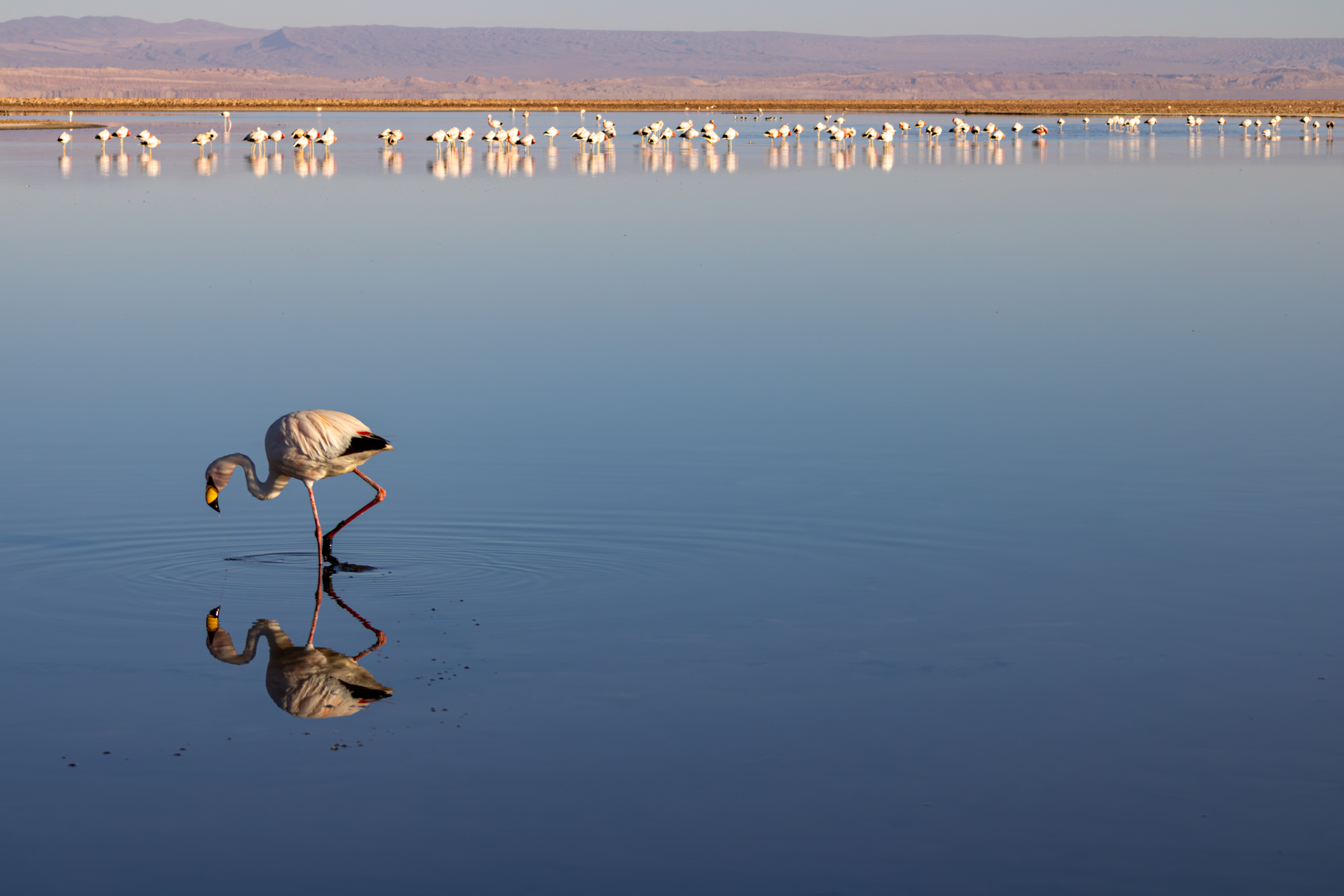 Reserva Nacional dos Flamingos, Atacama, Chile