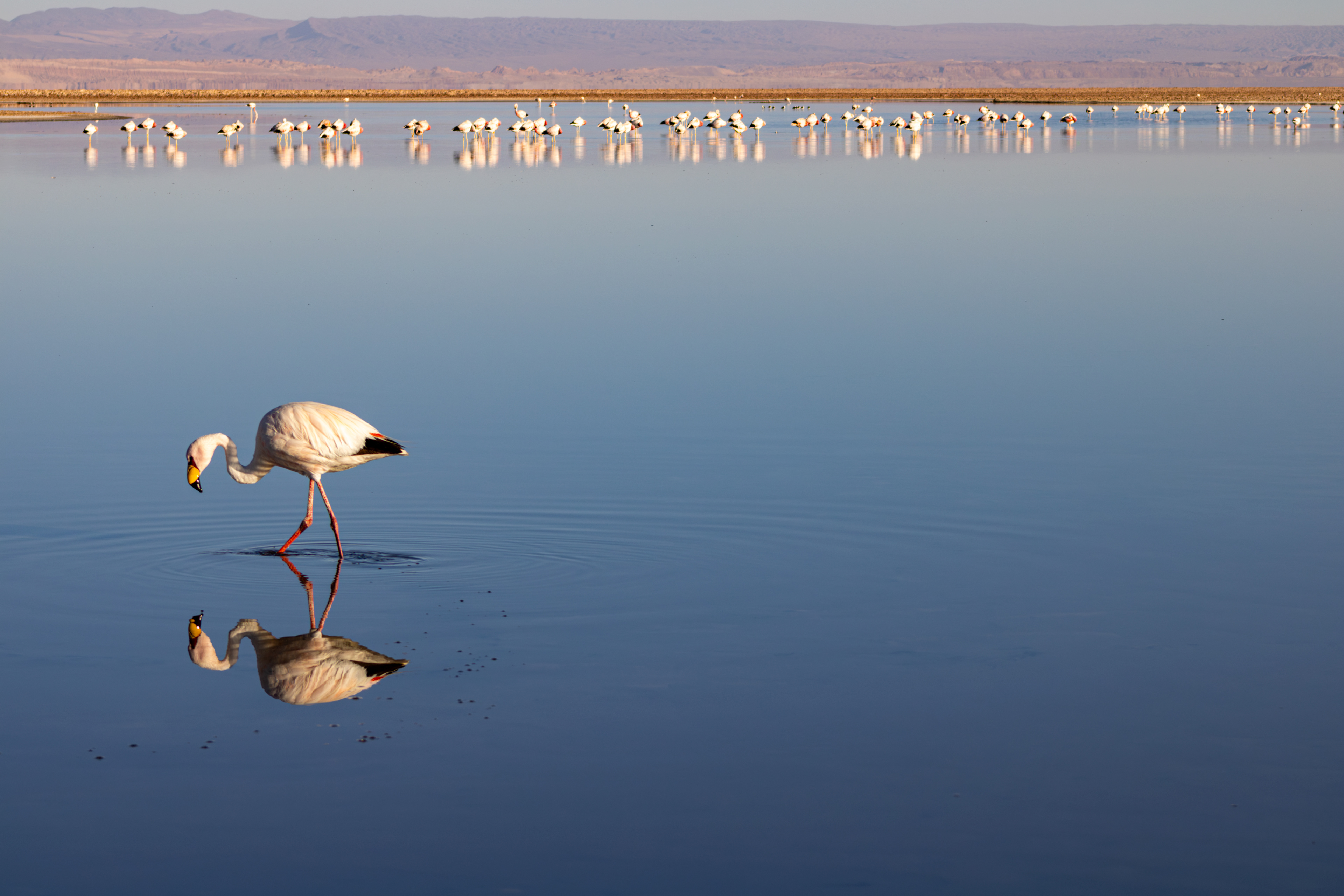 Reserva Nacional dos Flamingos, Atacama, Chile