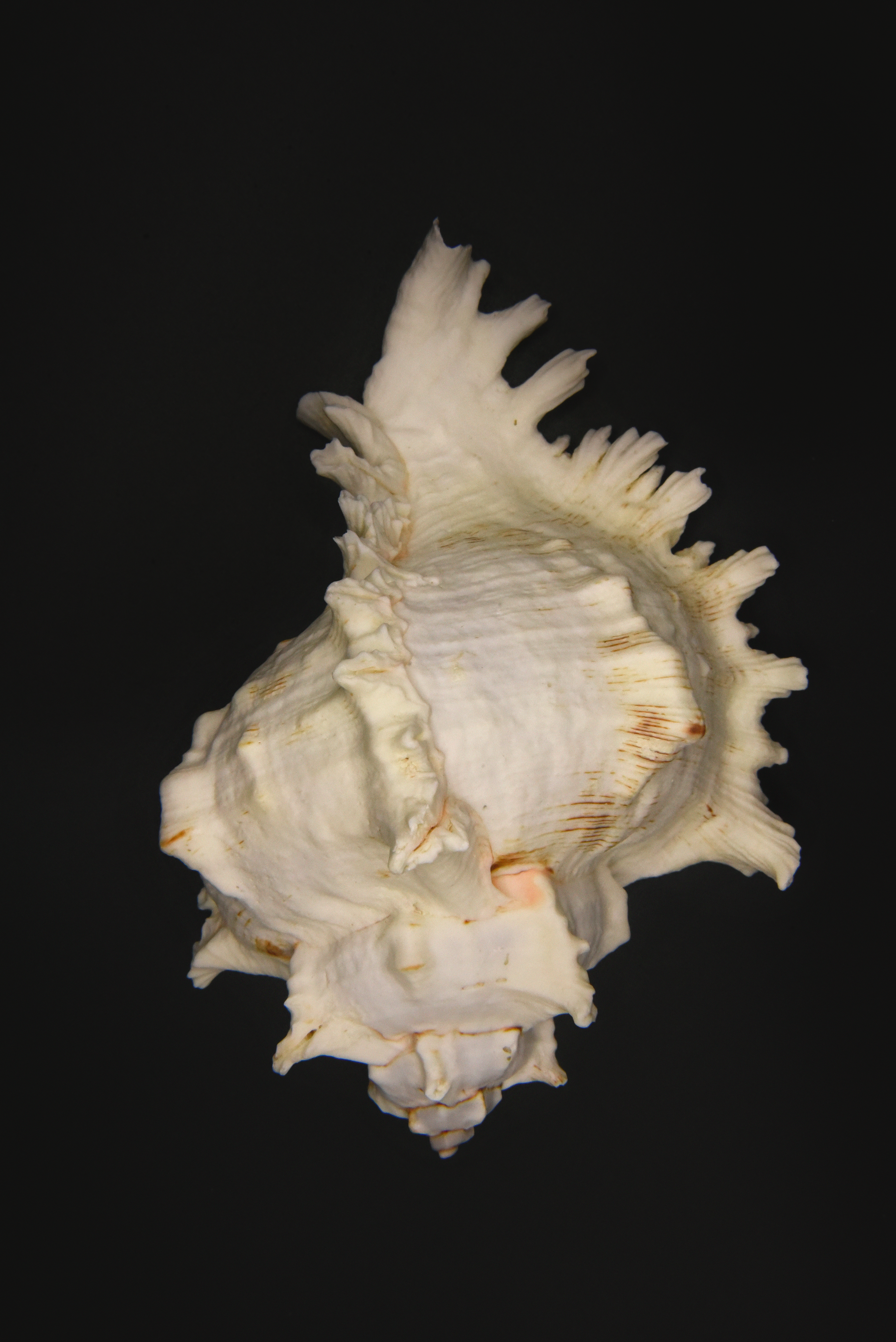 Shell