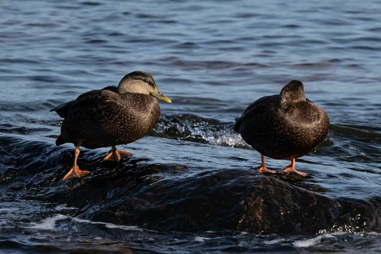 American black ducks in Gloucester