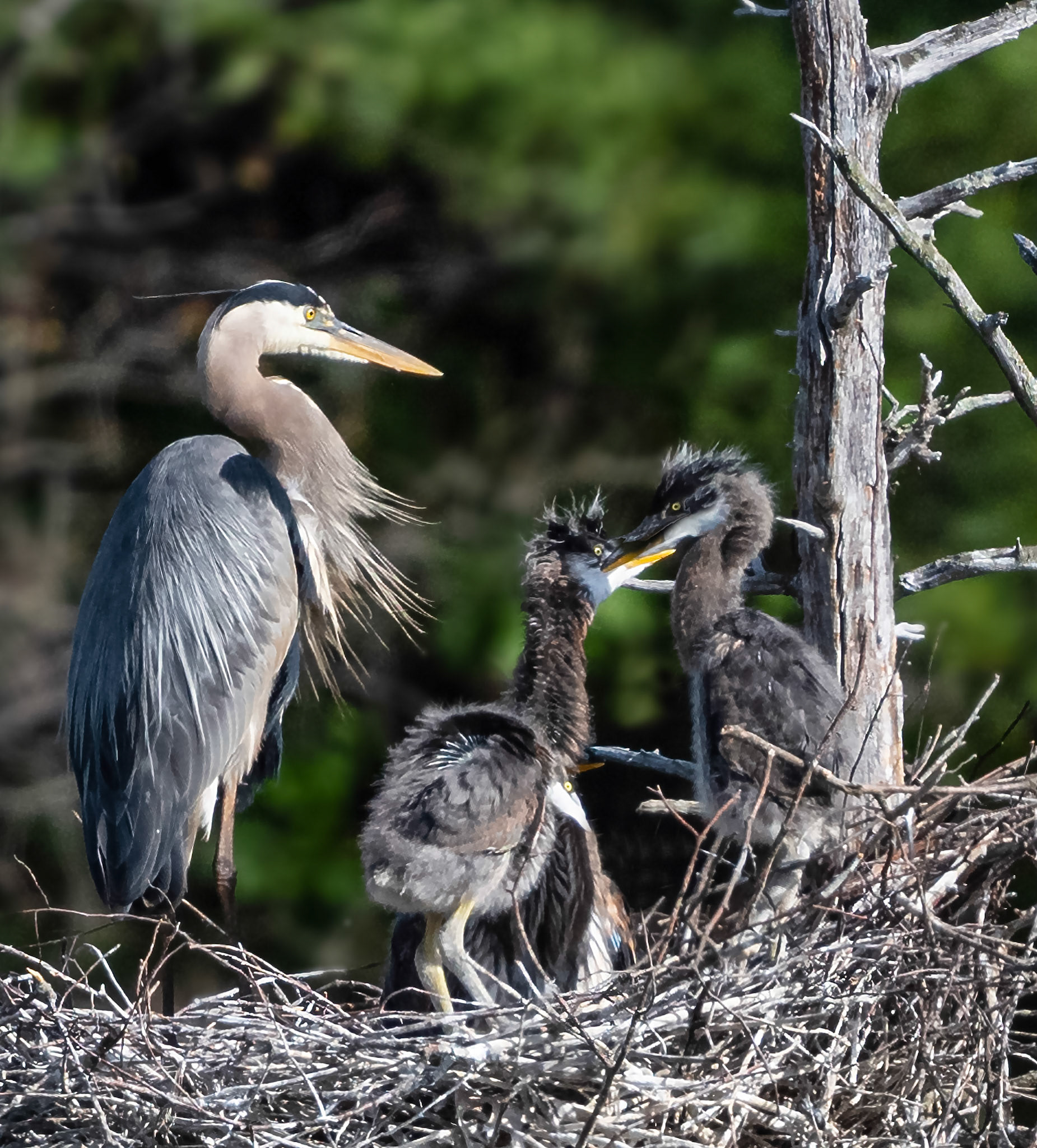 Blue Heron nest at Assabet River