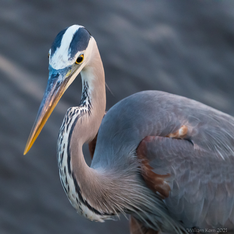 Great Blue Heron up close.