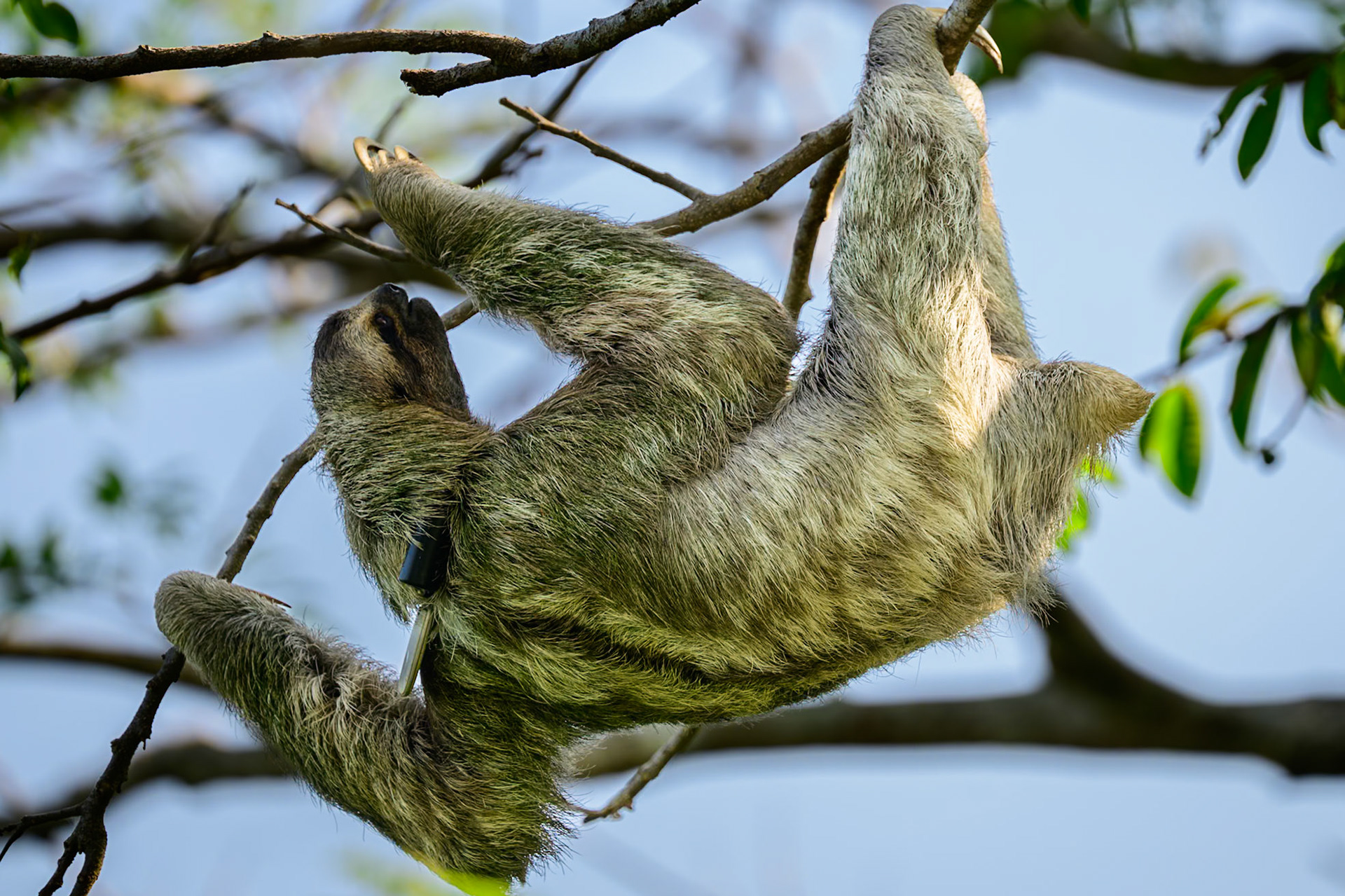 Sloth - Costa Rica