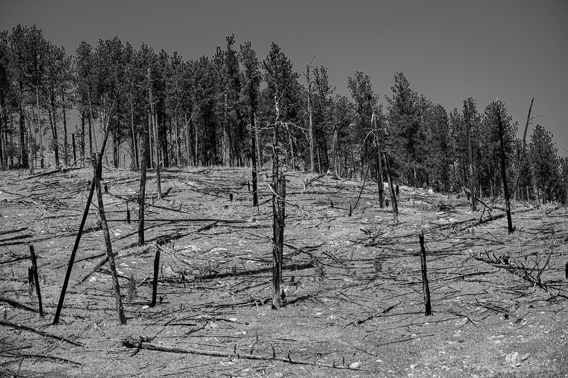 Remains of the Jasper Fire, South Dakota