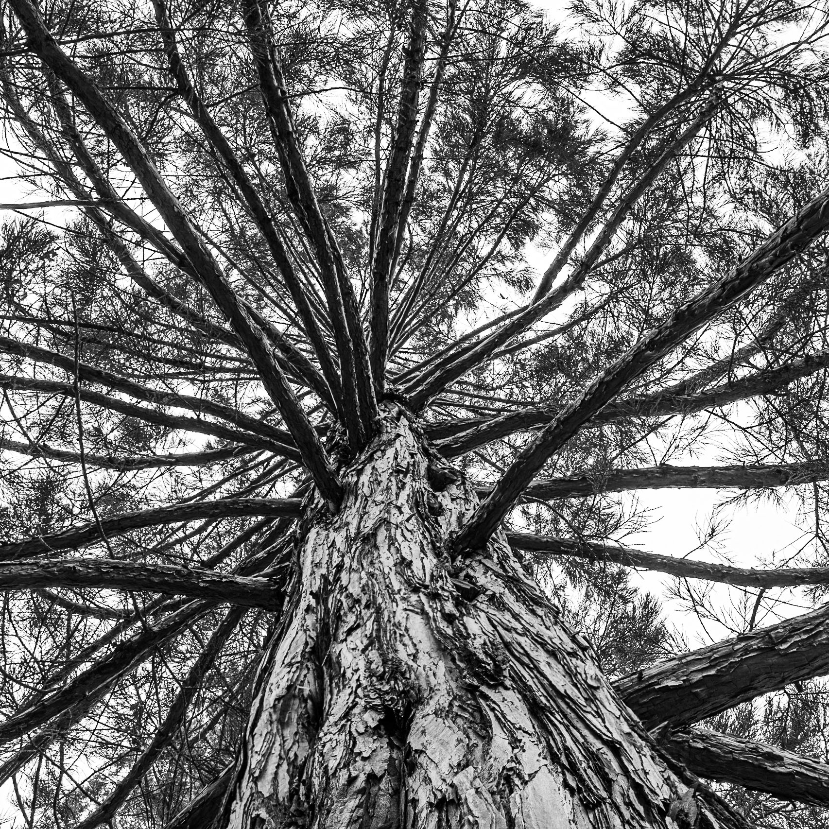 Towering Pine - Arnold Arboretum