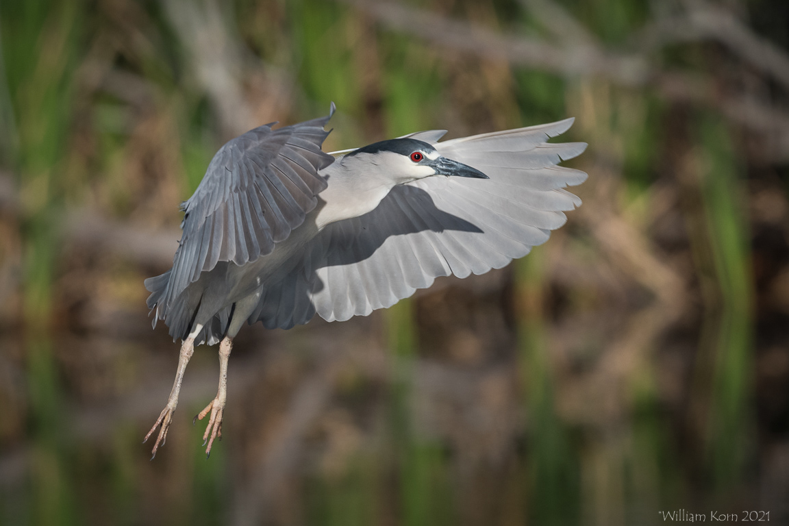 Black Crowned Night Heron