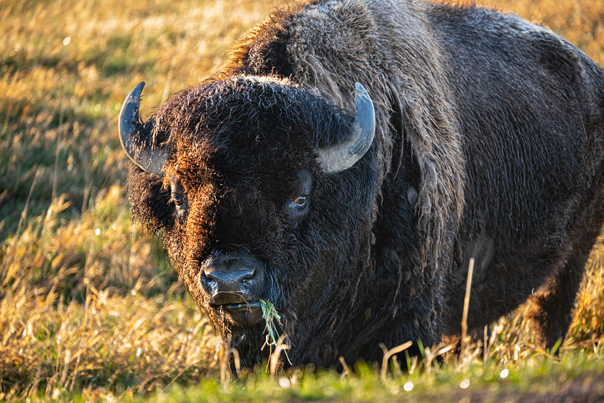 American Buffalo - South Dakota