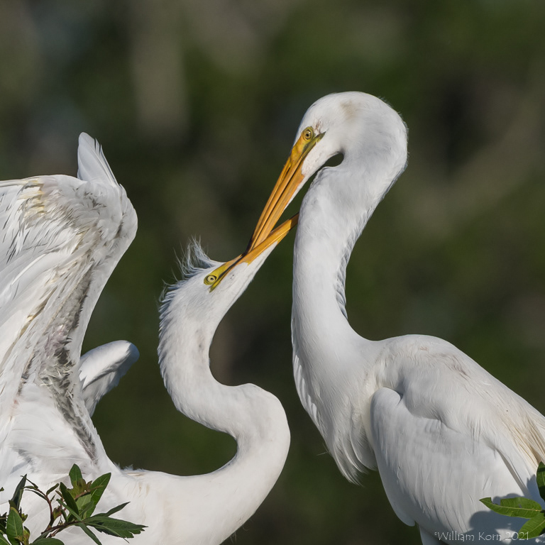 Great Egret Playing
