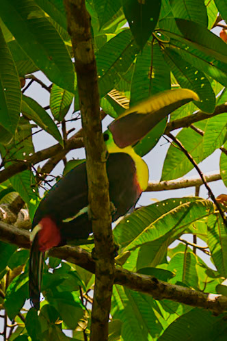 Yellow-Throated Tocan - Costa Rica