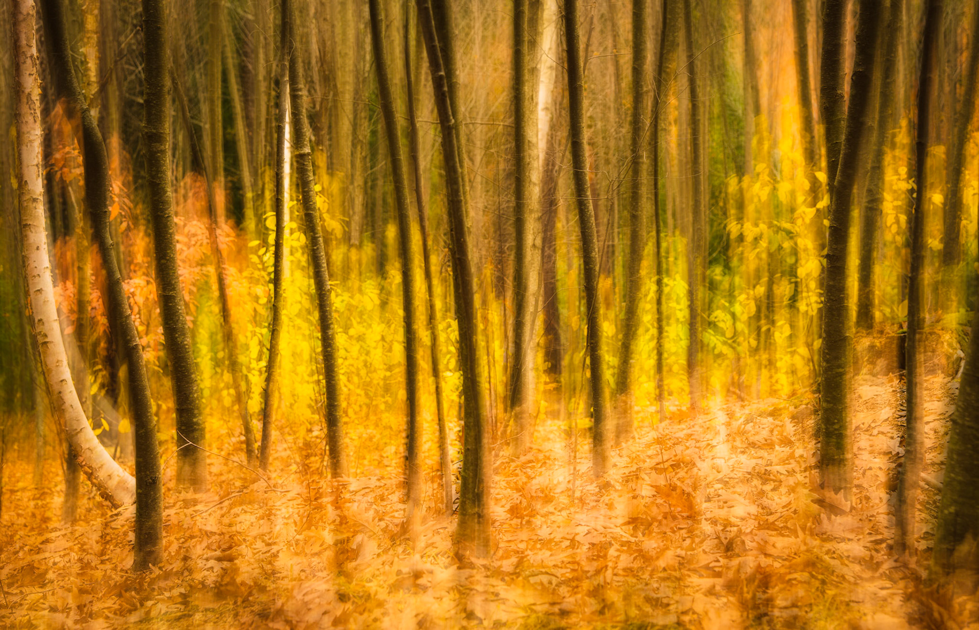 Autumn at the Arnold Arboretum
