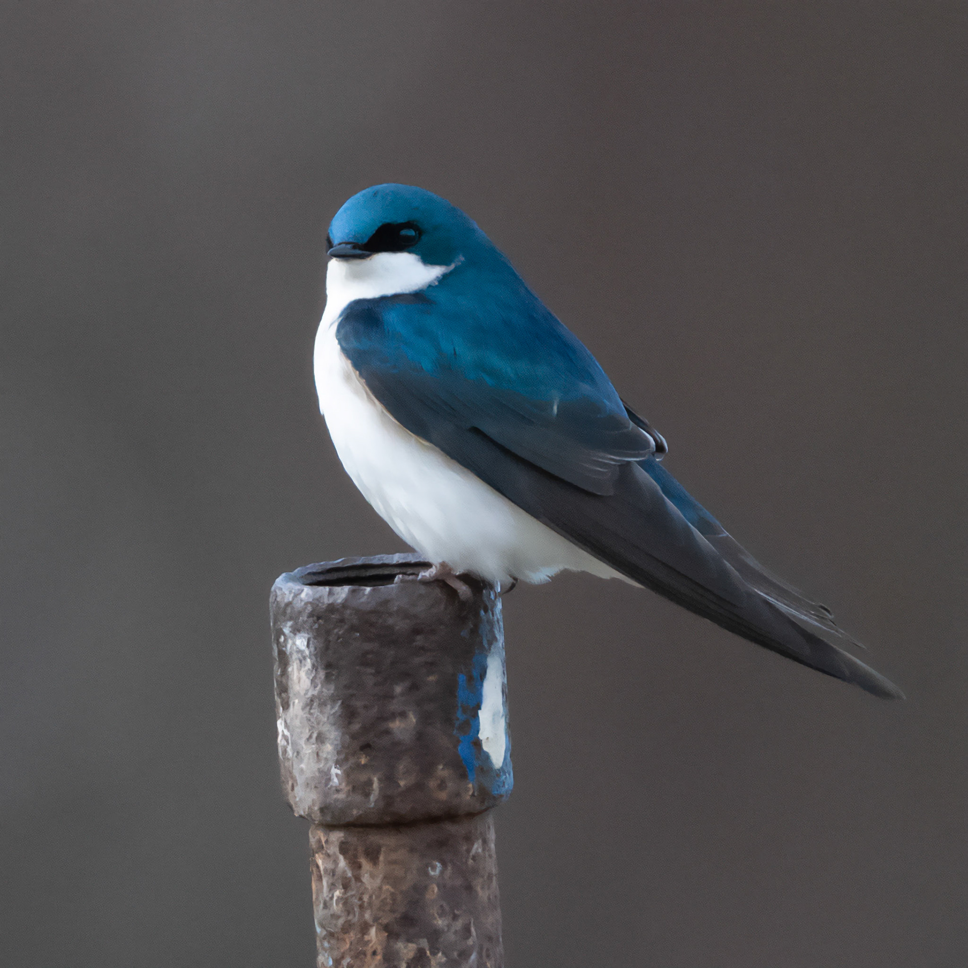 Tree Swallow at Broadmoor