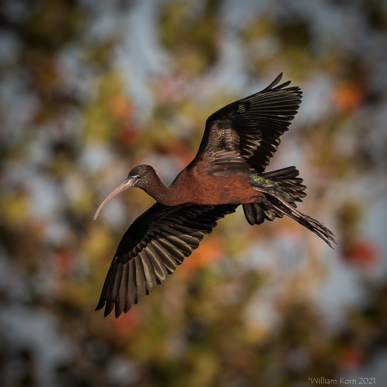 Glossy Ibis, maybe