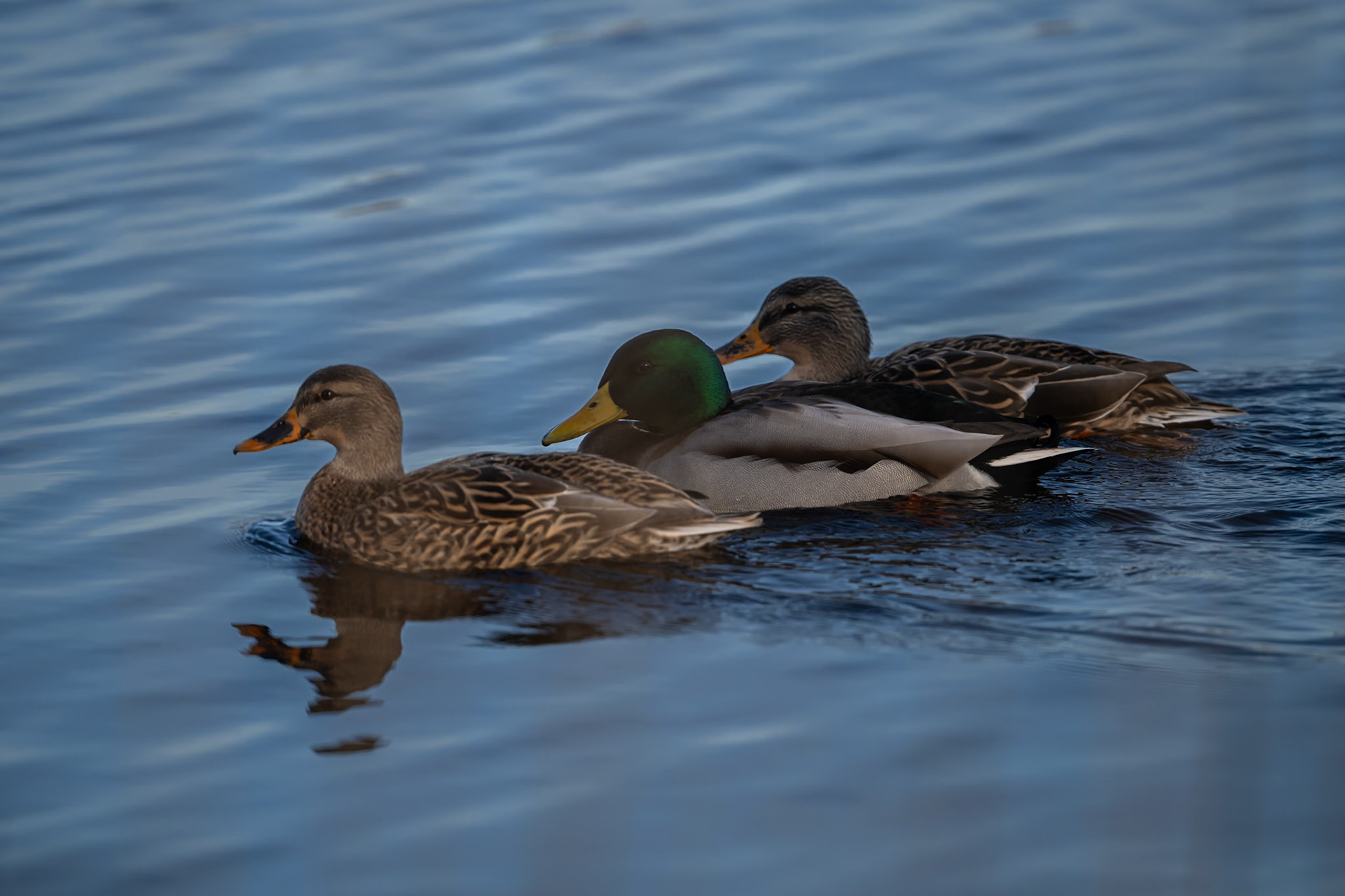 Mallards