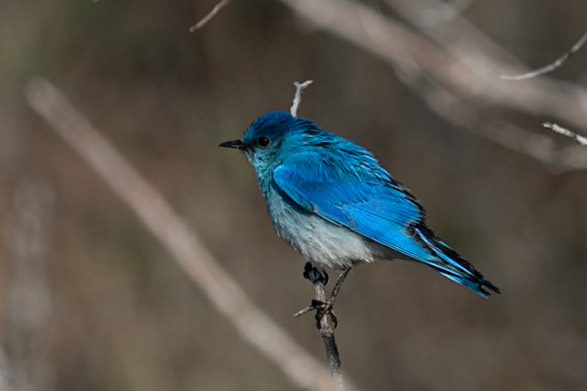 Mountain Bluebird, South Dakota