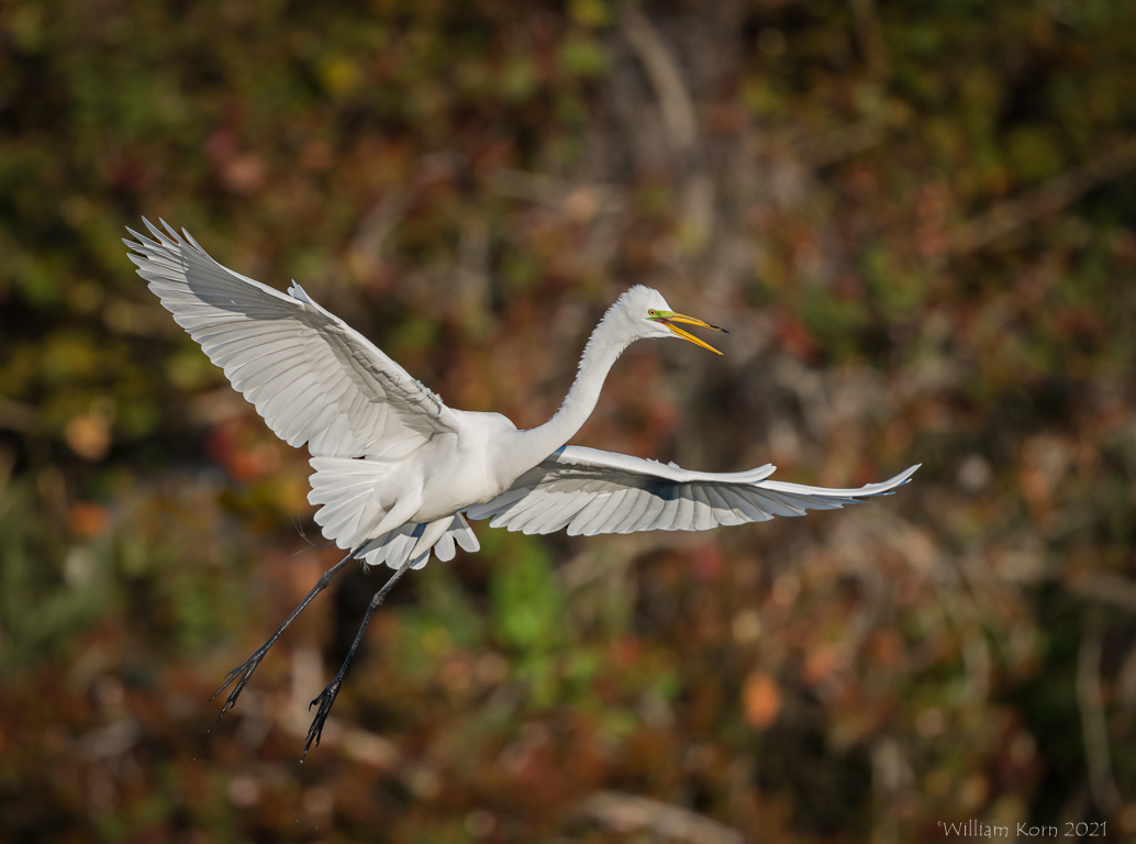 Great Egret In Flight