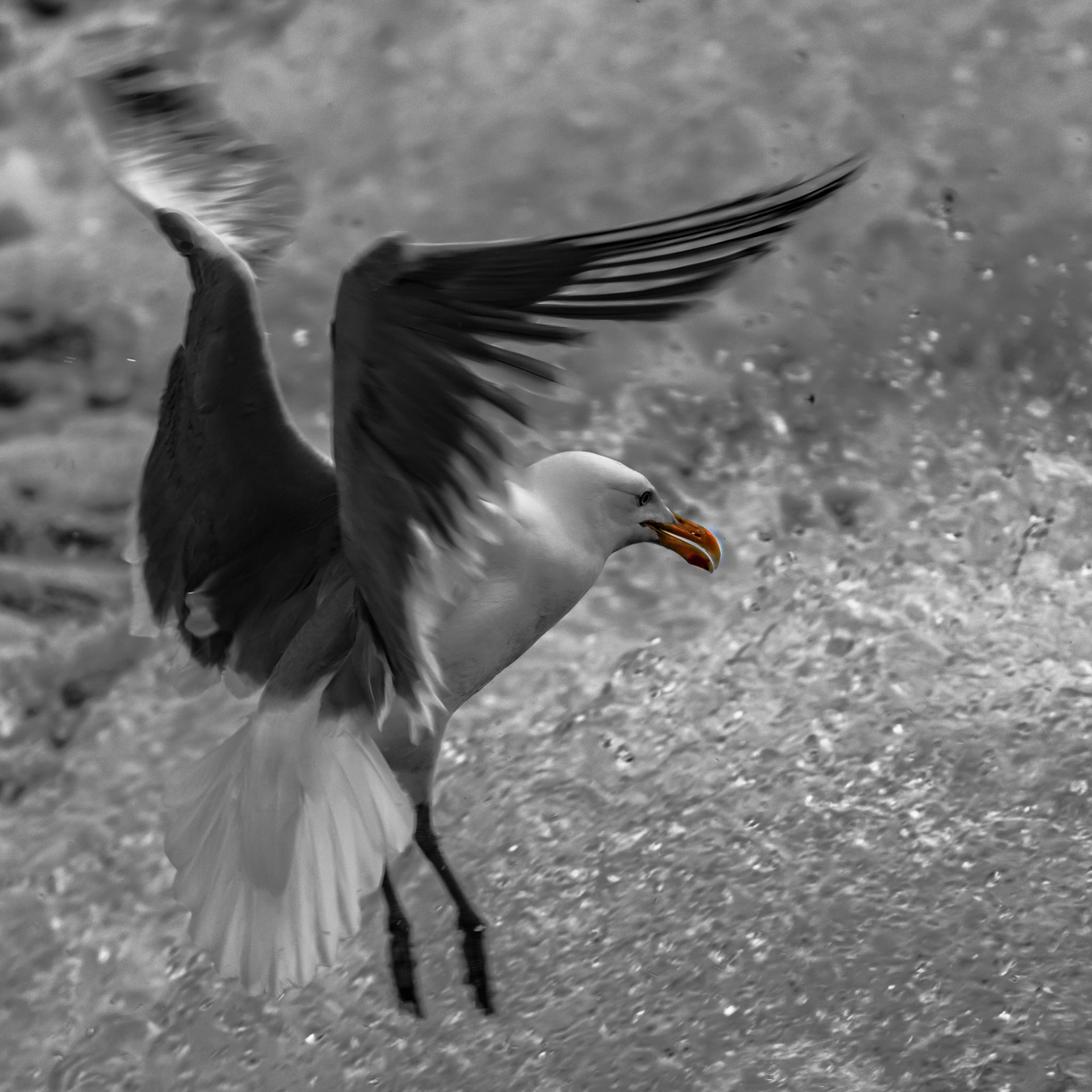 Herring Gull at Watertown Dam