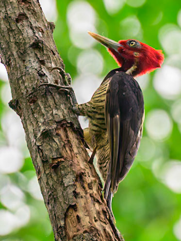 Pileated Woodpecker - Costa Rica