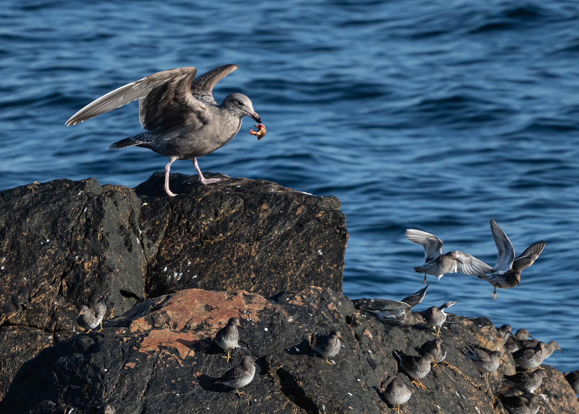 Ring billed gull startles purple sandpipers