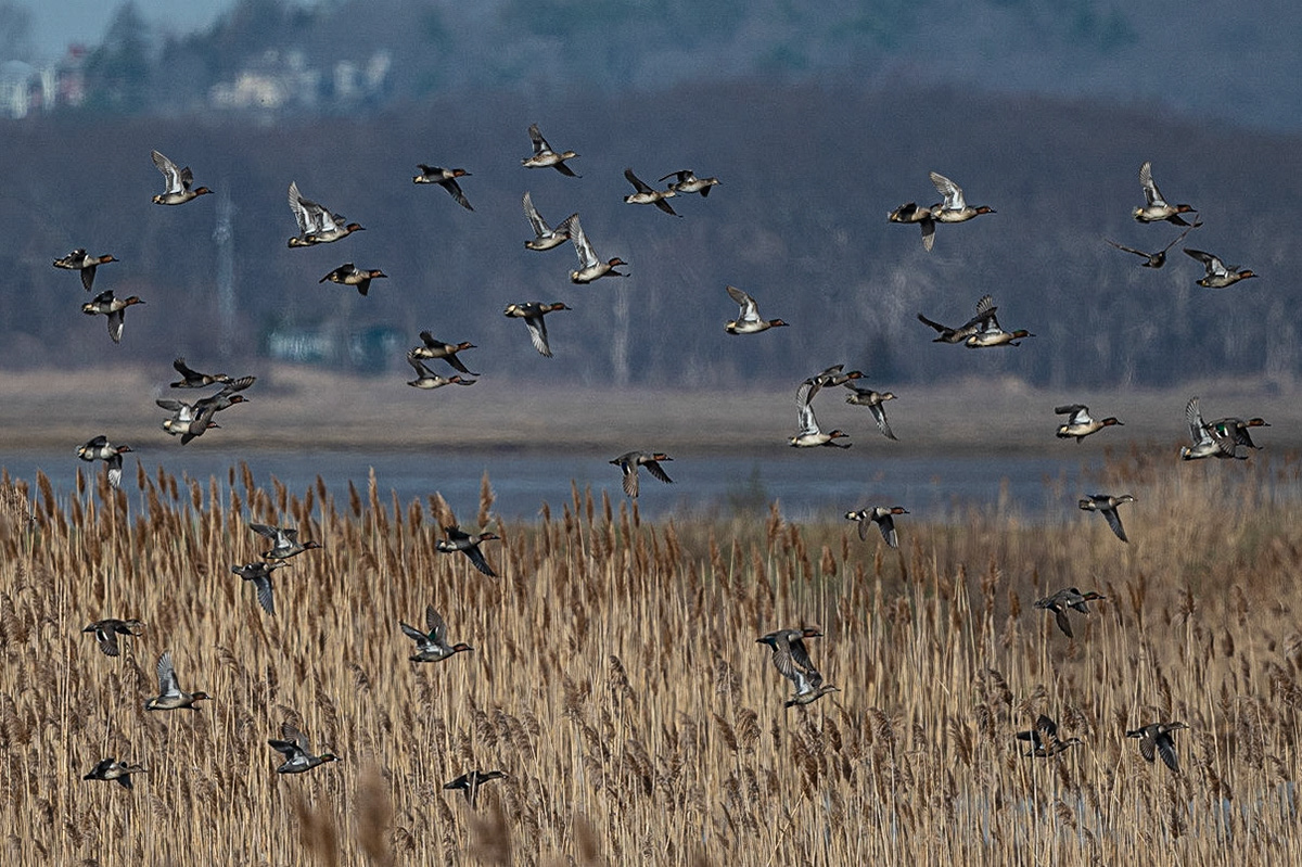 Blue-winged teal in flight