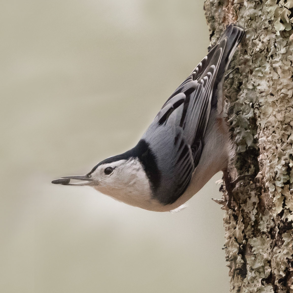 White-breasted nuthach