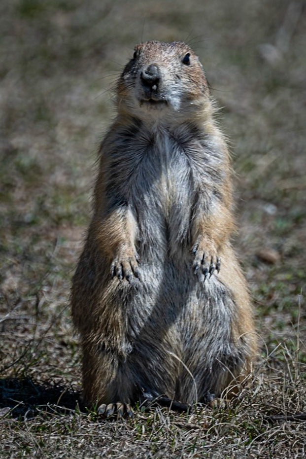 Prairie Dog -- Wyoming