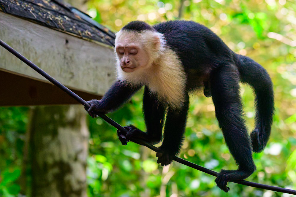 Capucin Monkey - Costa Rica