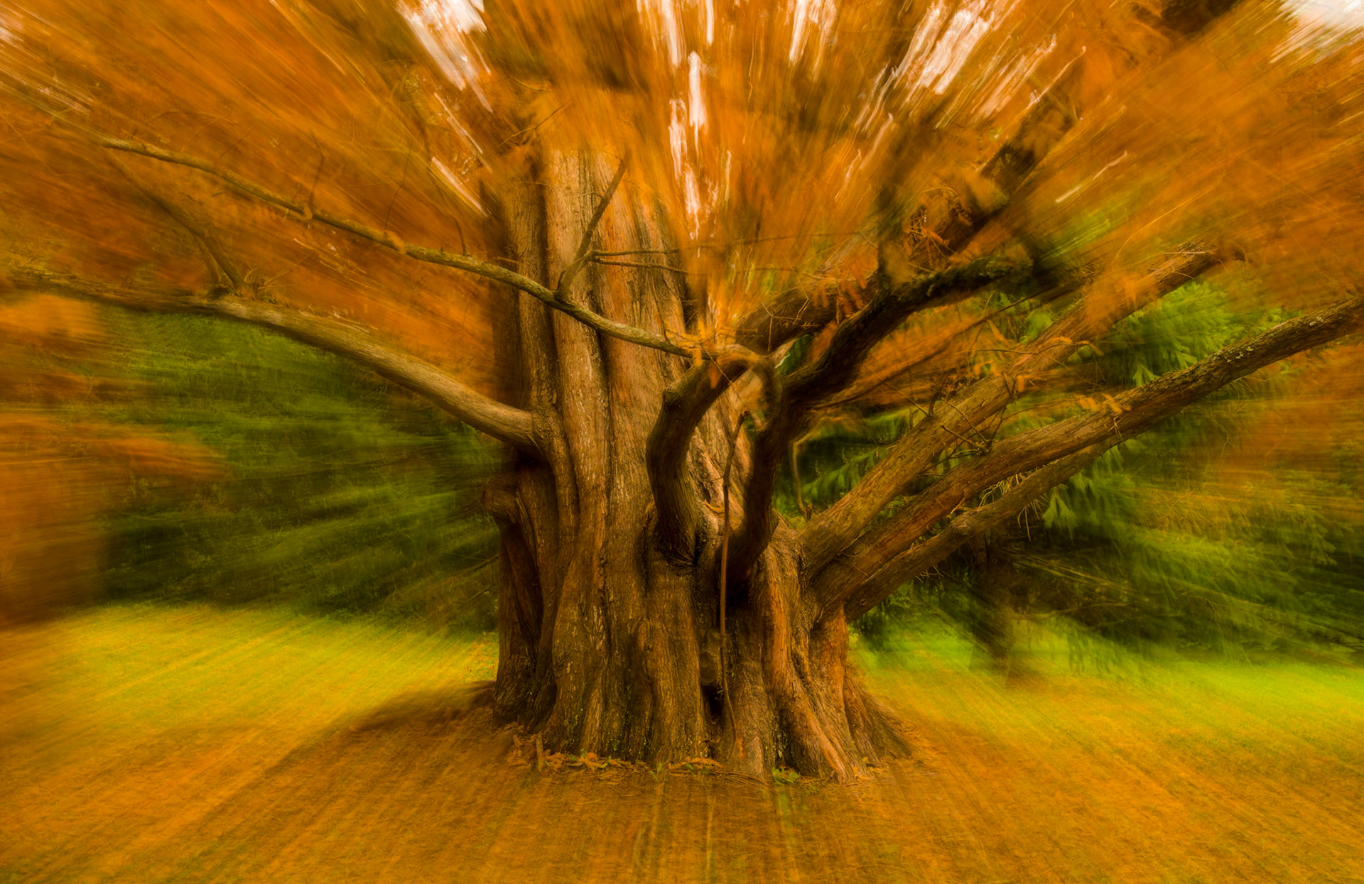 Autumn at the Arnold Arboretum
